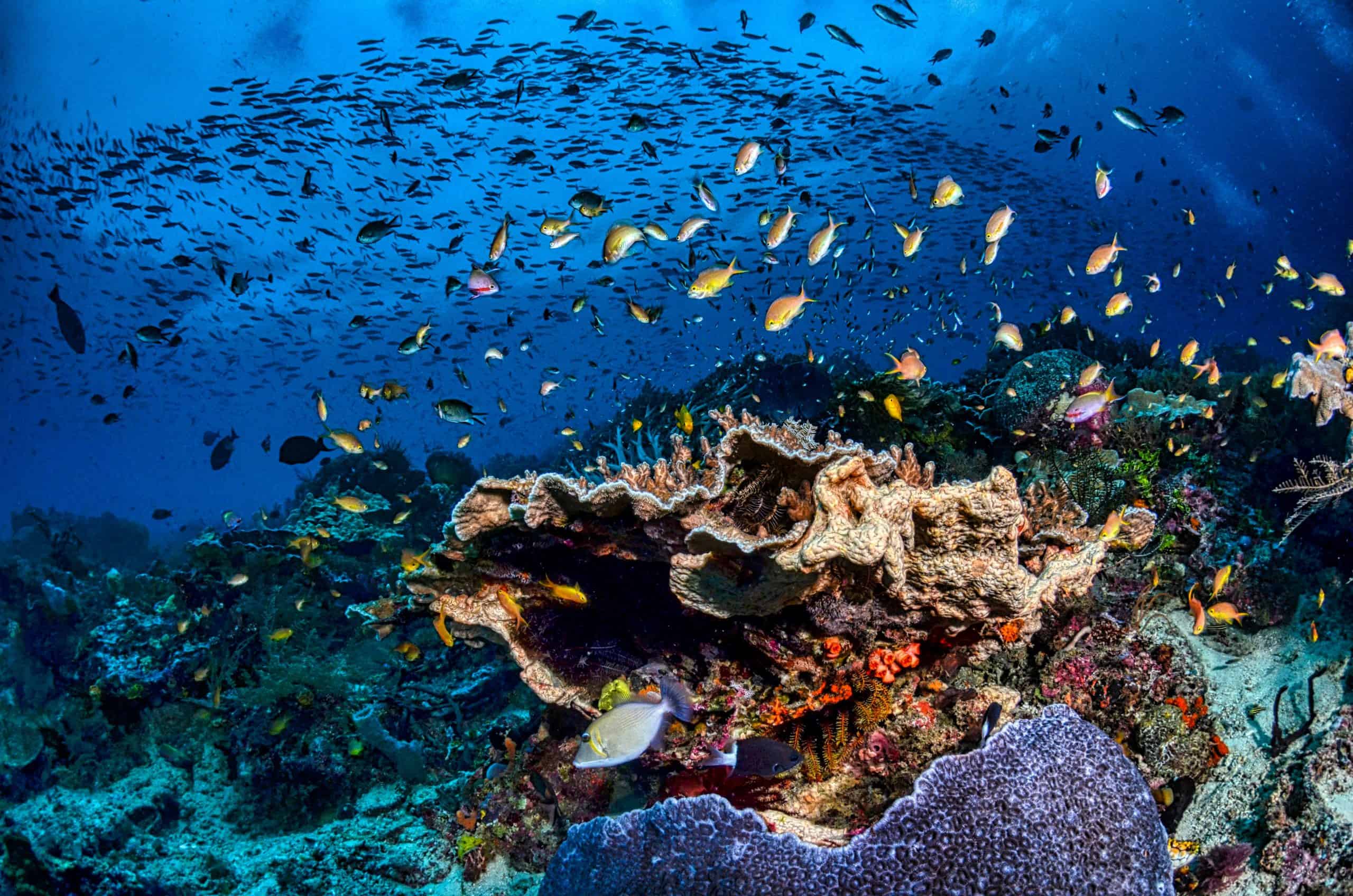 Marine life of Raja Ampat, Indonesia. Image courtesy: Tom Fisk, Pexels