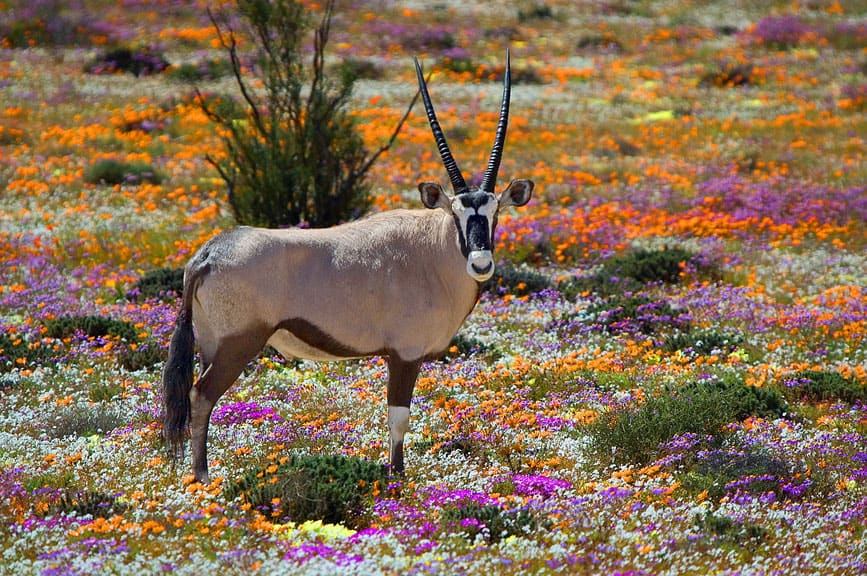 A Gembok in South Africa’s Namaqualand during blooming season. Image courtesy: SA Venues