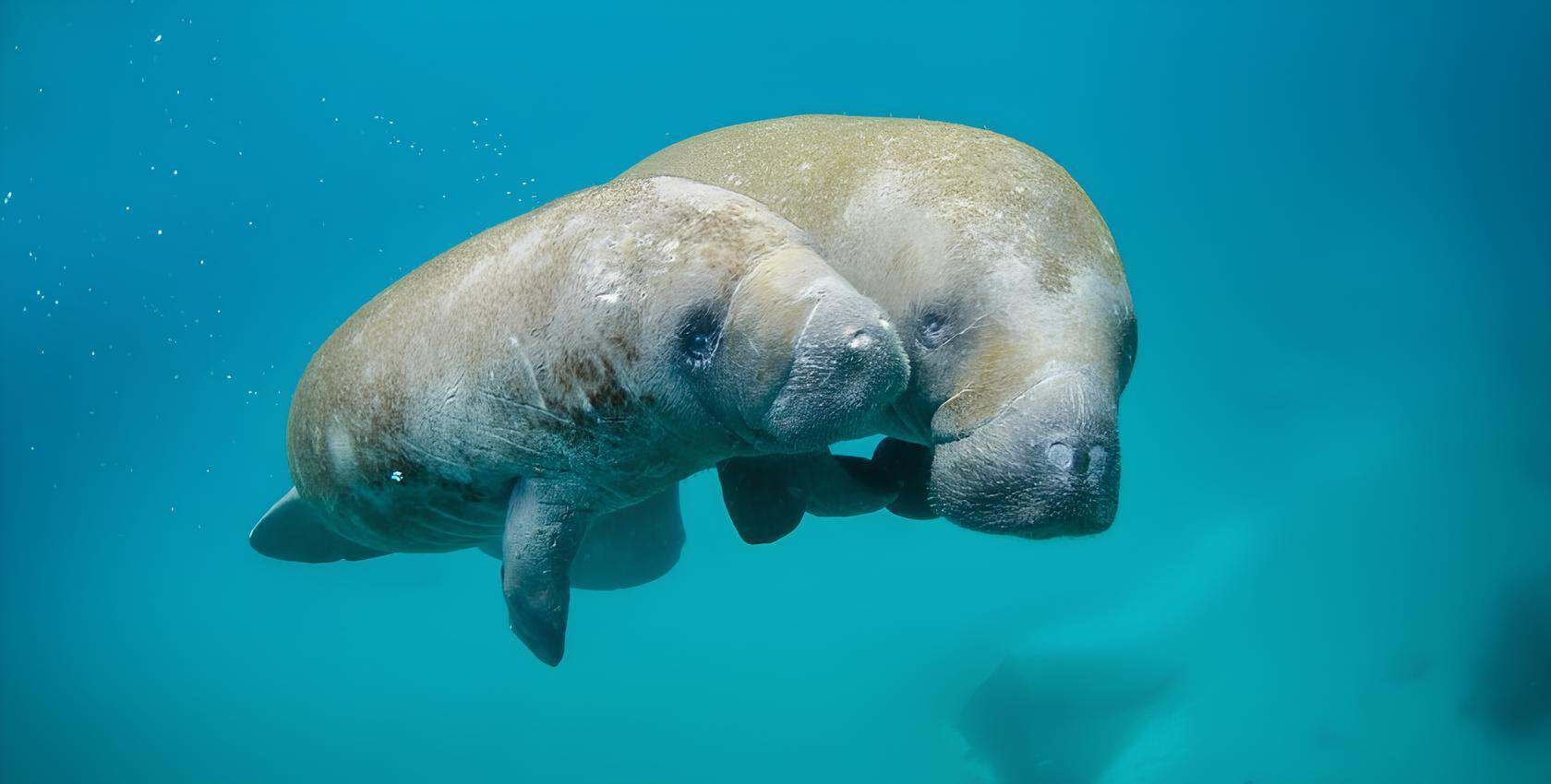 Manatees at The Gulf of Mannar Biosphere Reserve. Image courtesy: forclimate