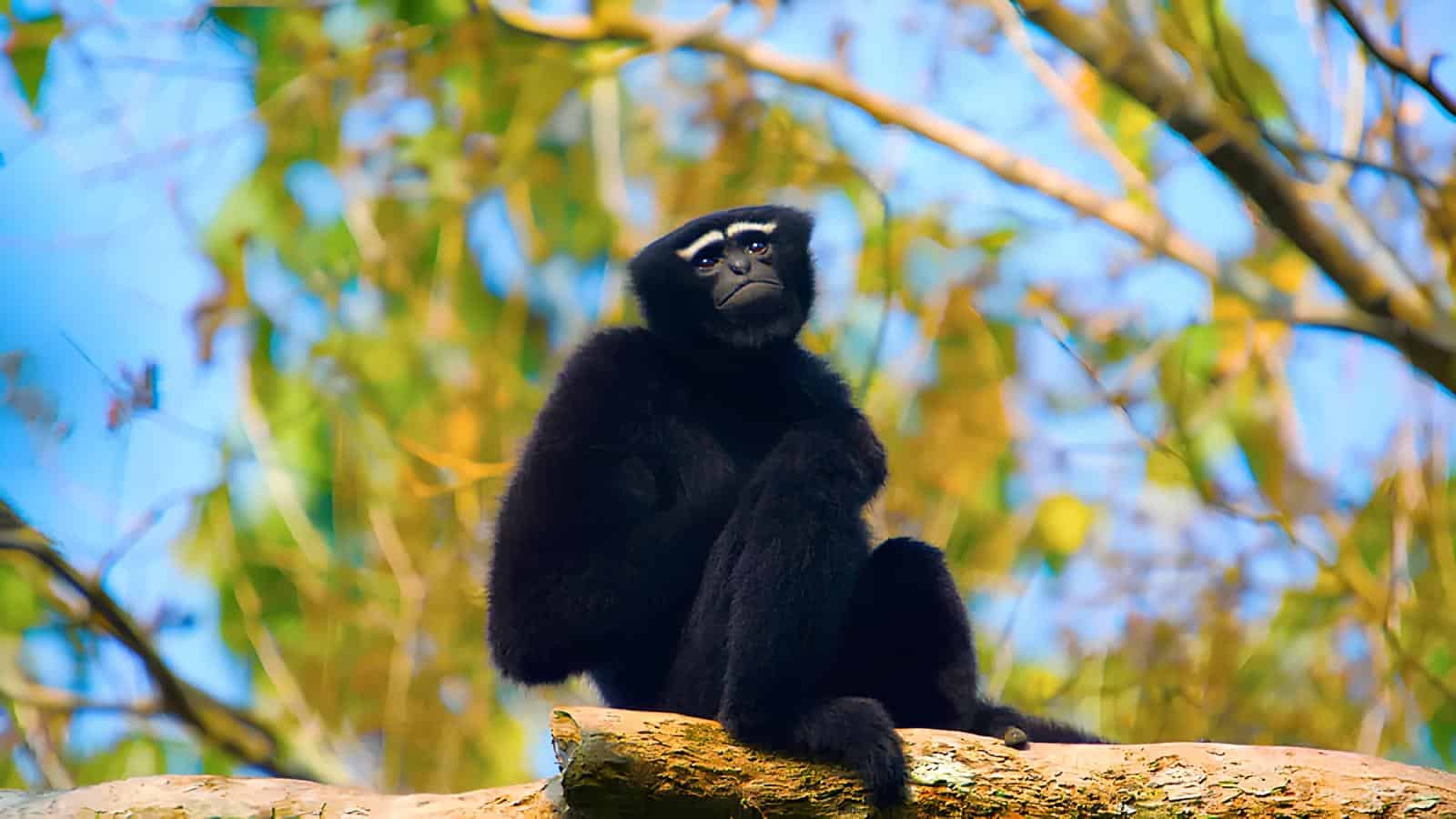 Hoolock Gibbon at Nokrek Biosphere Reserve