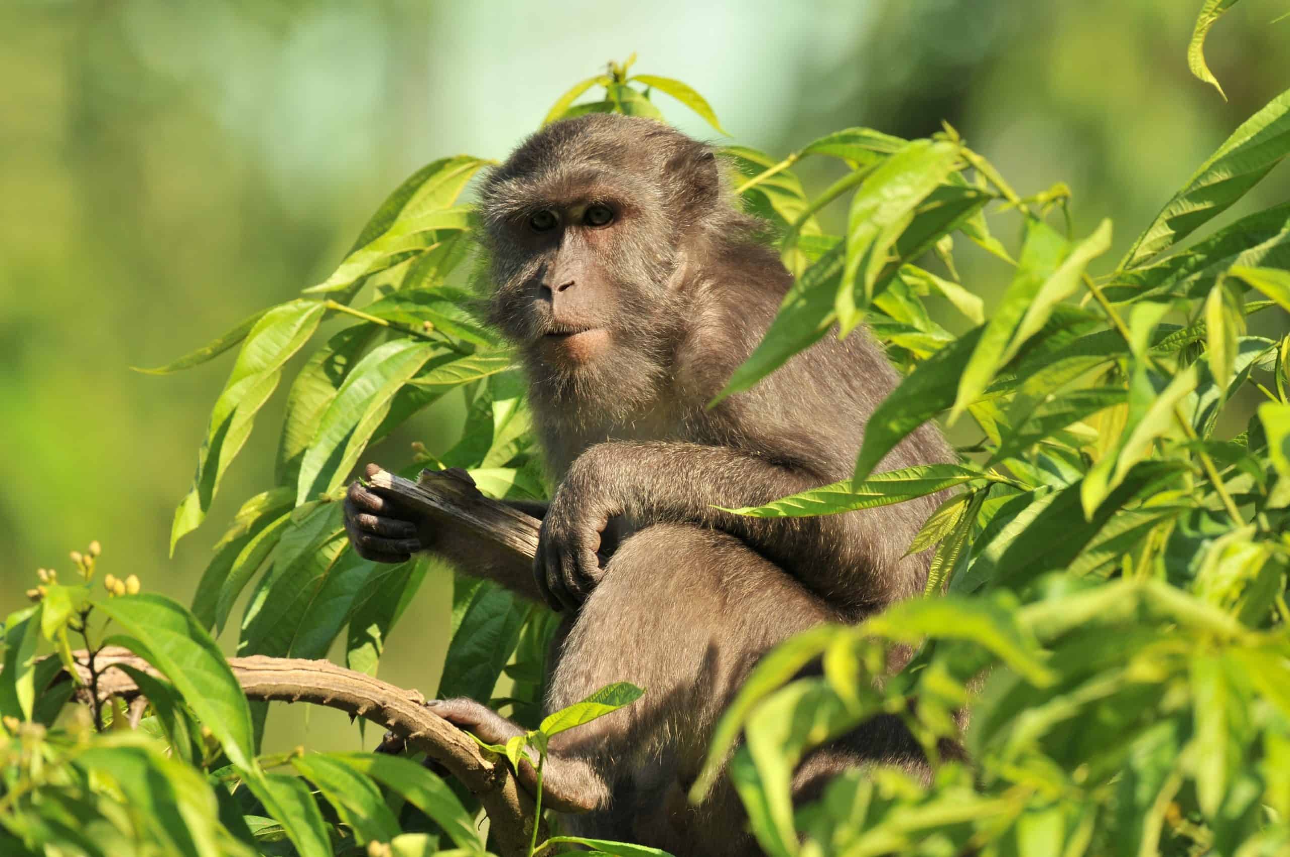 A Nicobar long-tailed macaque at Nicobar Biosphere Reserve. Image courtesy: Zoological Survey of India, Kolkata and Port Blair, India.