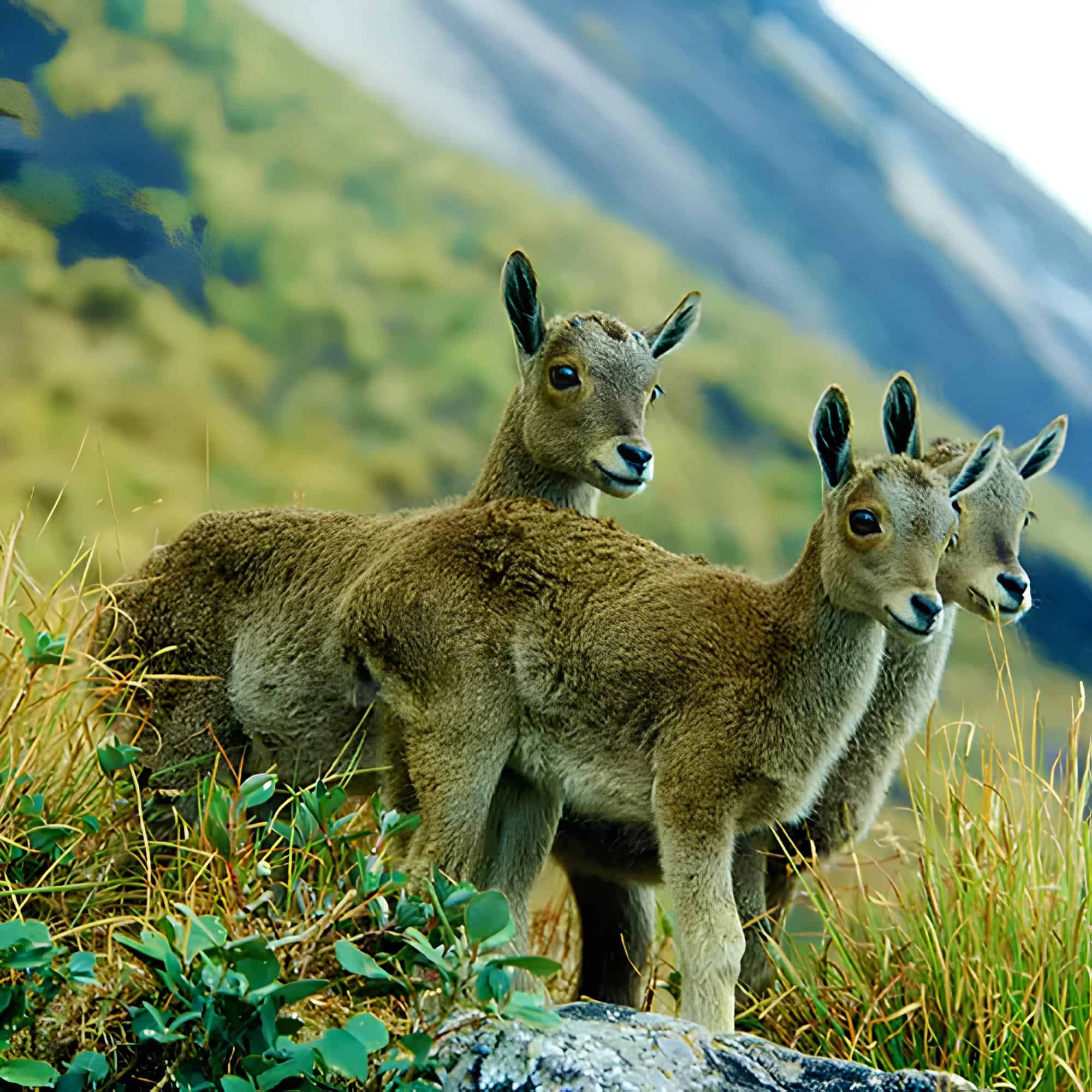 Nilgiri Thar Lamb. Image Courtesy: Kerala Tourism