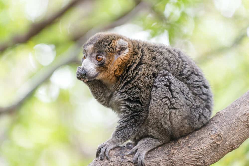 Greater Bamboo Lemur
