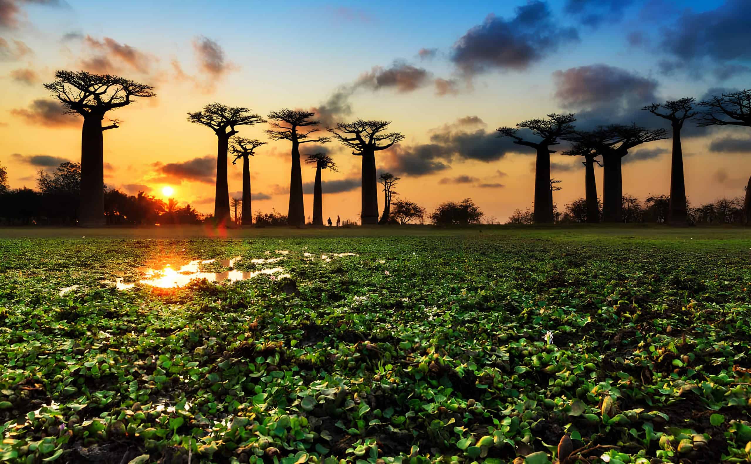 Ranomafana National Park, Madagascar