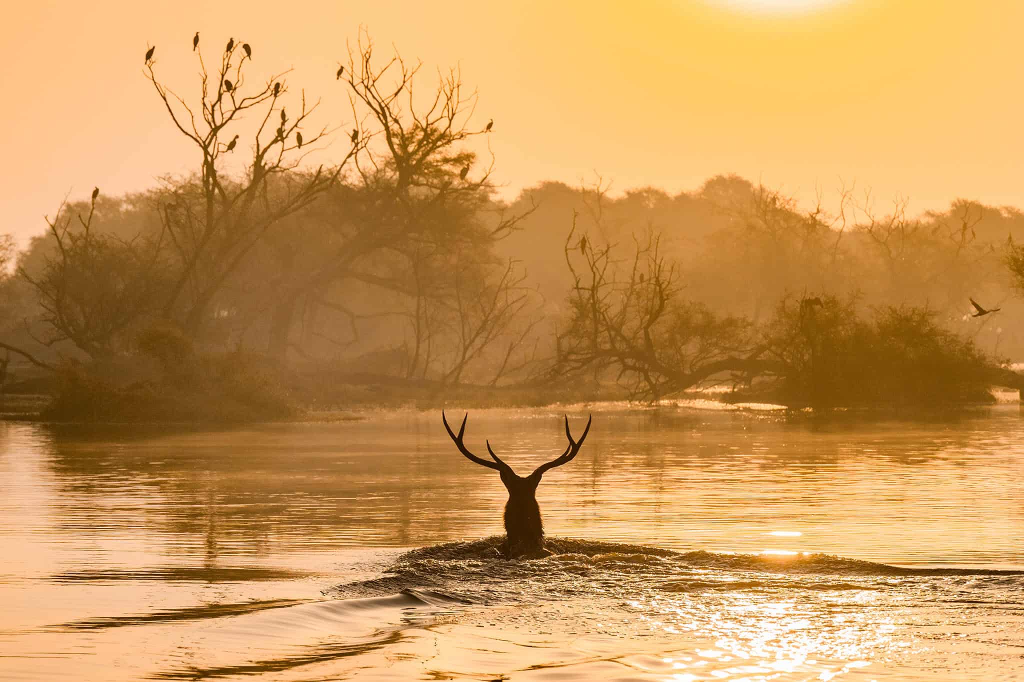 A Sambhar at Achanakmar Amarkantak Biosphere Reserve