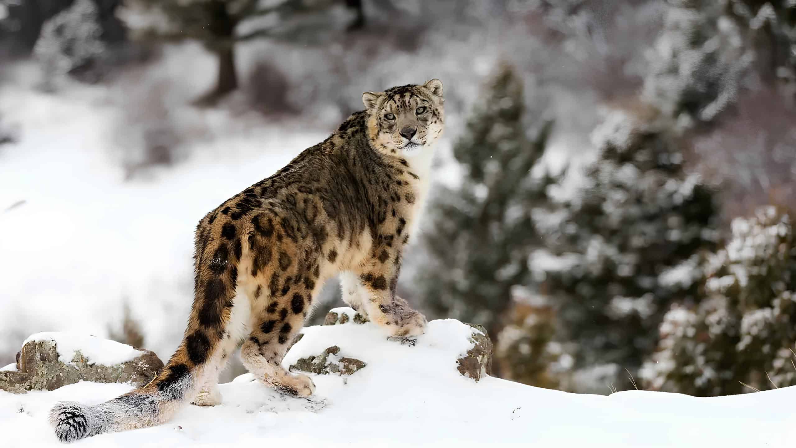 A Snow Leopard at Cold Desert Biosphere Reserve in Himachal Pradesh. Indian biosphere reserve