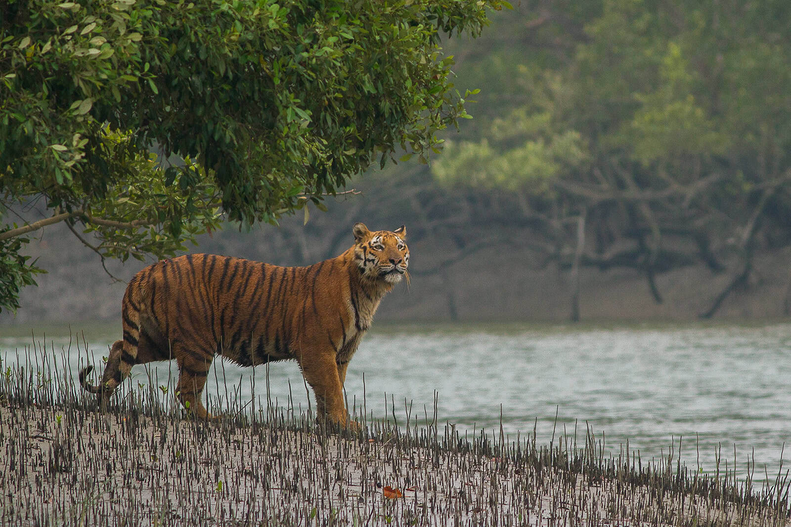 A Royal Bengal Tiger at Sundarbans Biosphere Reserve. Image courtesy: Soumyajit Nandy
