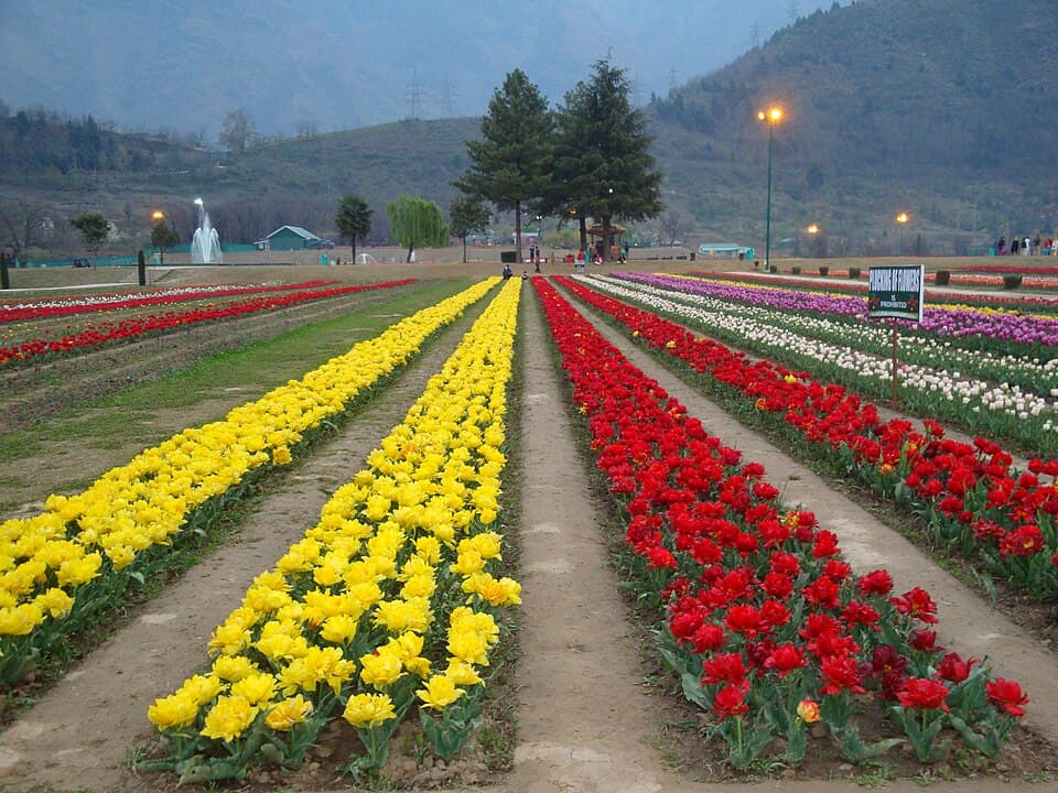 Tulip Gardens, Srinagar, J&K ( courtesy Wikimedia Commons)