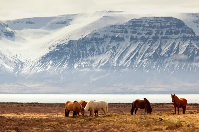 Icelandic horses graze beneath snow-capped peaks, capturing the wild beauty that makes remote hotels feel unforgettable. Image Courtesy: The Mirror Suite, Iceland