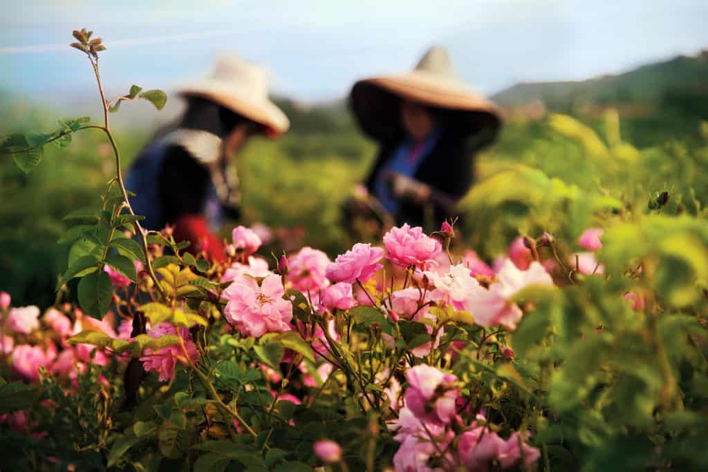 Organically grown roses and jasmine from farms in Grasse, southern France. Image Courtesy: vov.gov.vn