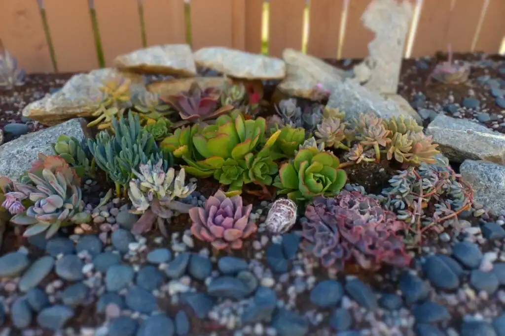Colorful succulent garden with rocks and stones, vibrant and lush.