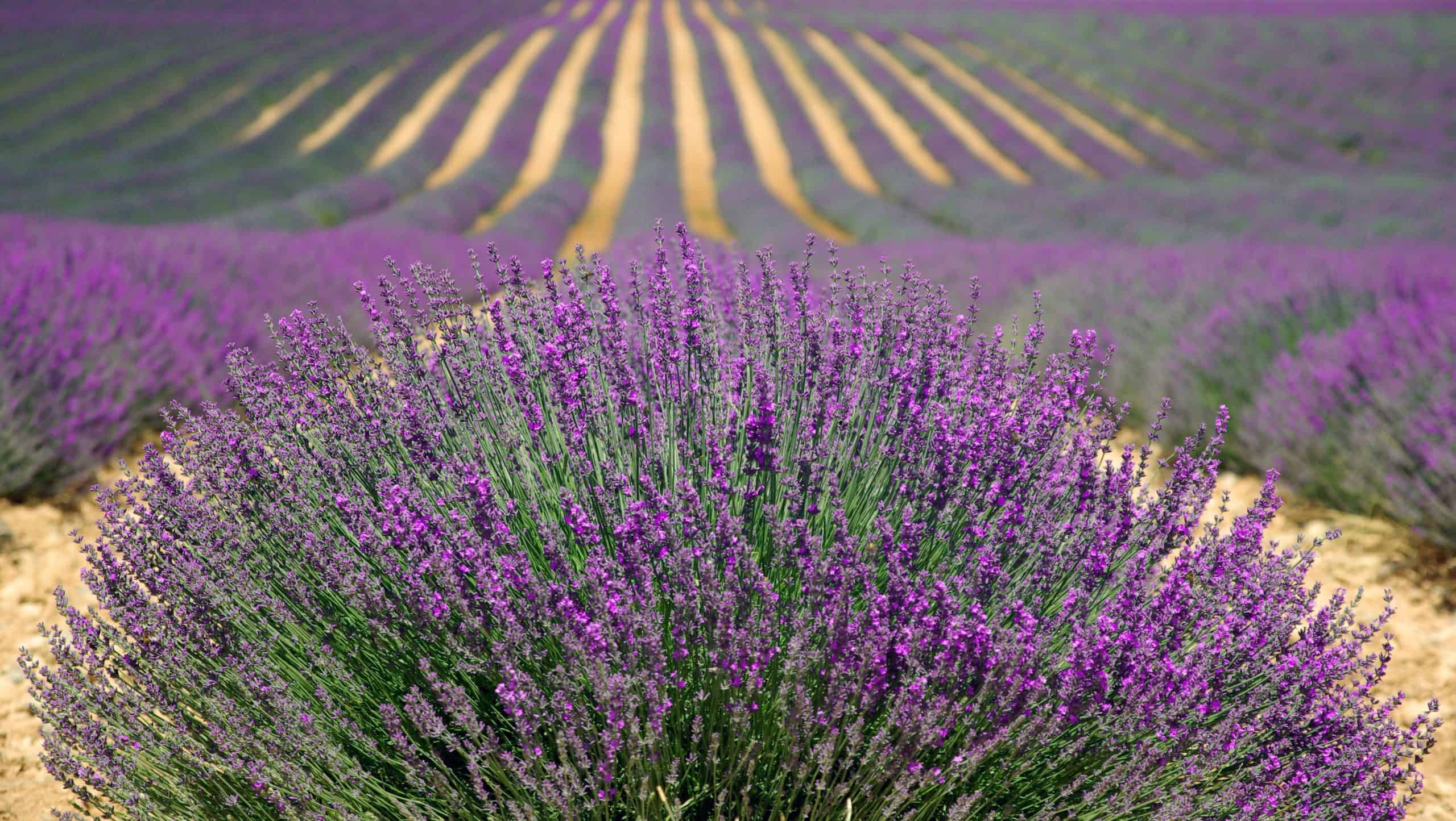 Vibrant lavender fields with purple flowers and rolling hills in the background.