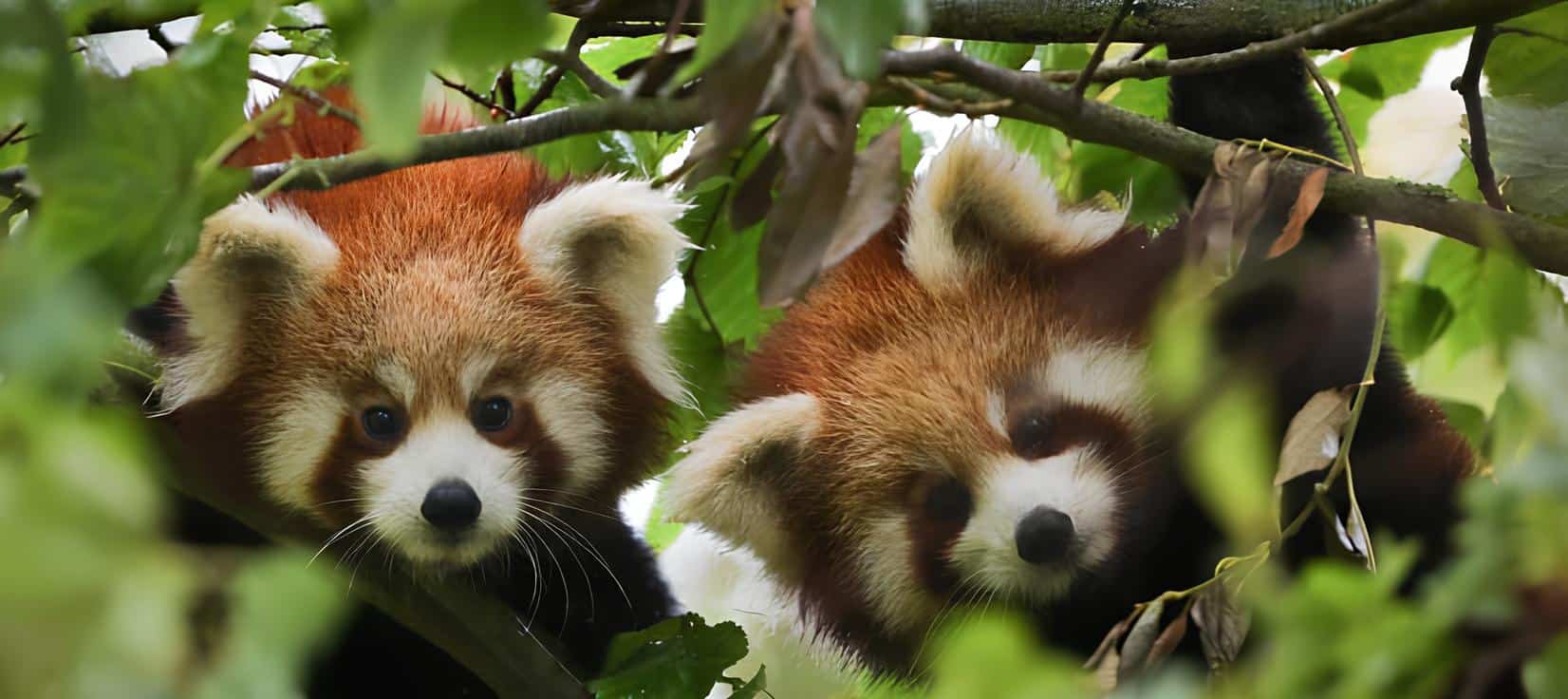 Pair of Red Pandas at Khangchendzonga Biosphere Reserve. Image courtesy: sikkimadventuretourism