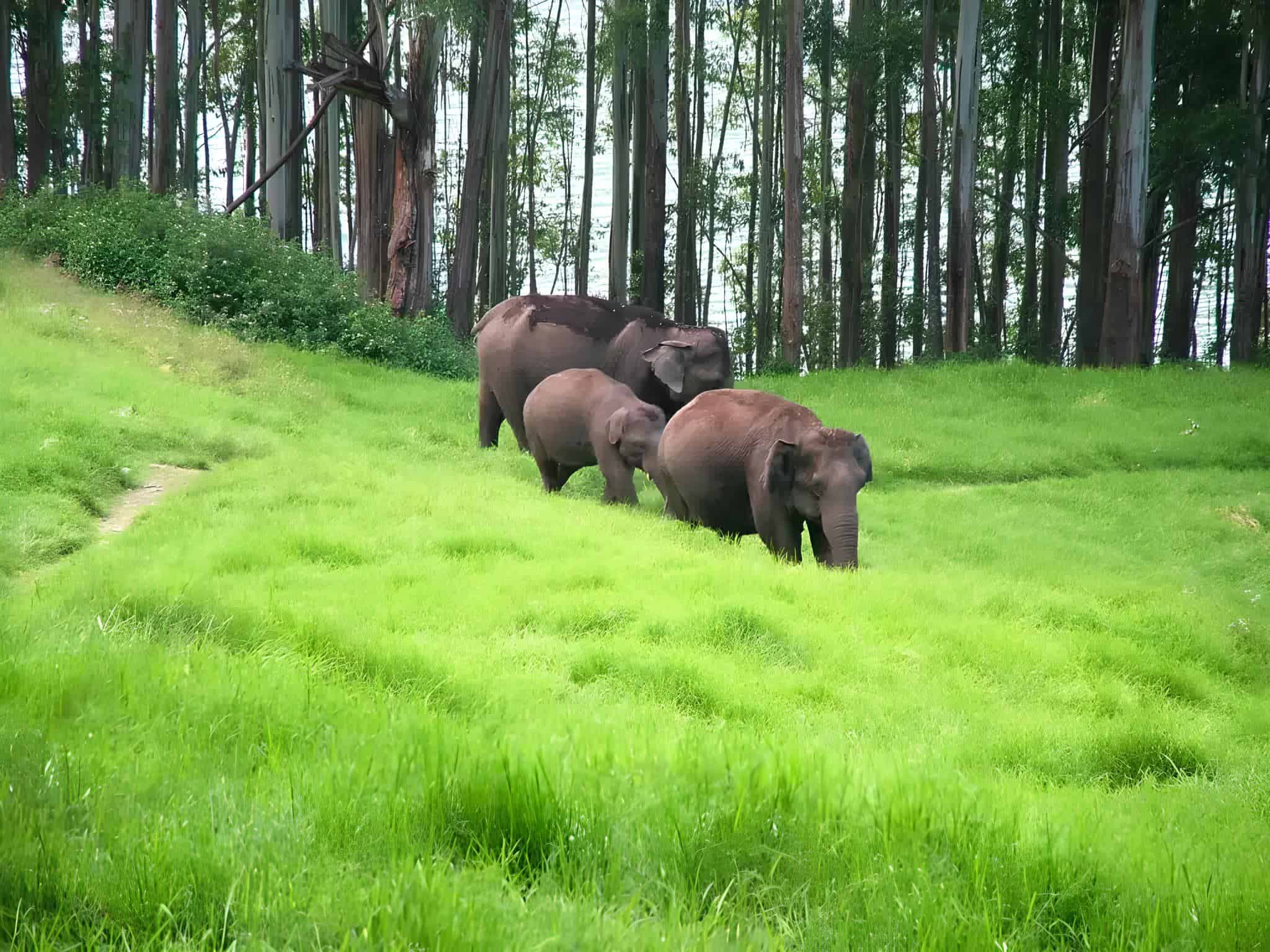Herd of Elephants at Nilgiri Biosphere Reserve. Image courtesy: vajiramandravi
