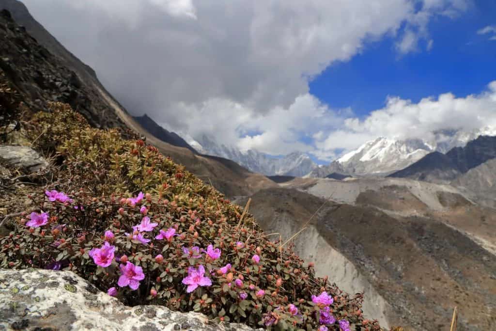 Wild Rhododendron Journeys ( Courtesy Creative Commons)
