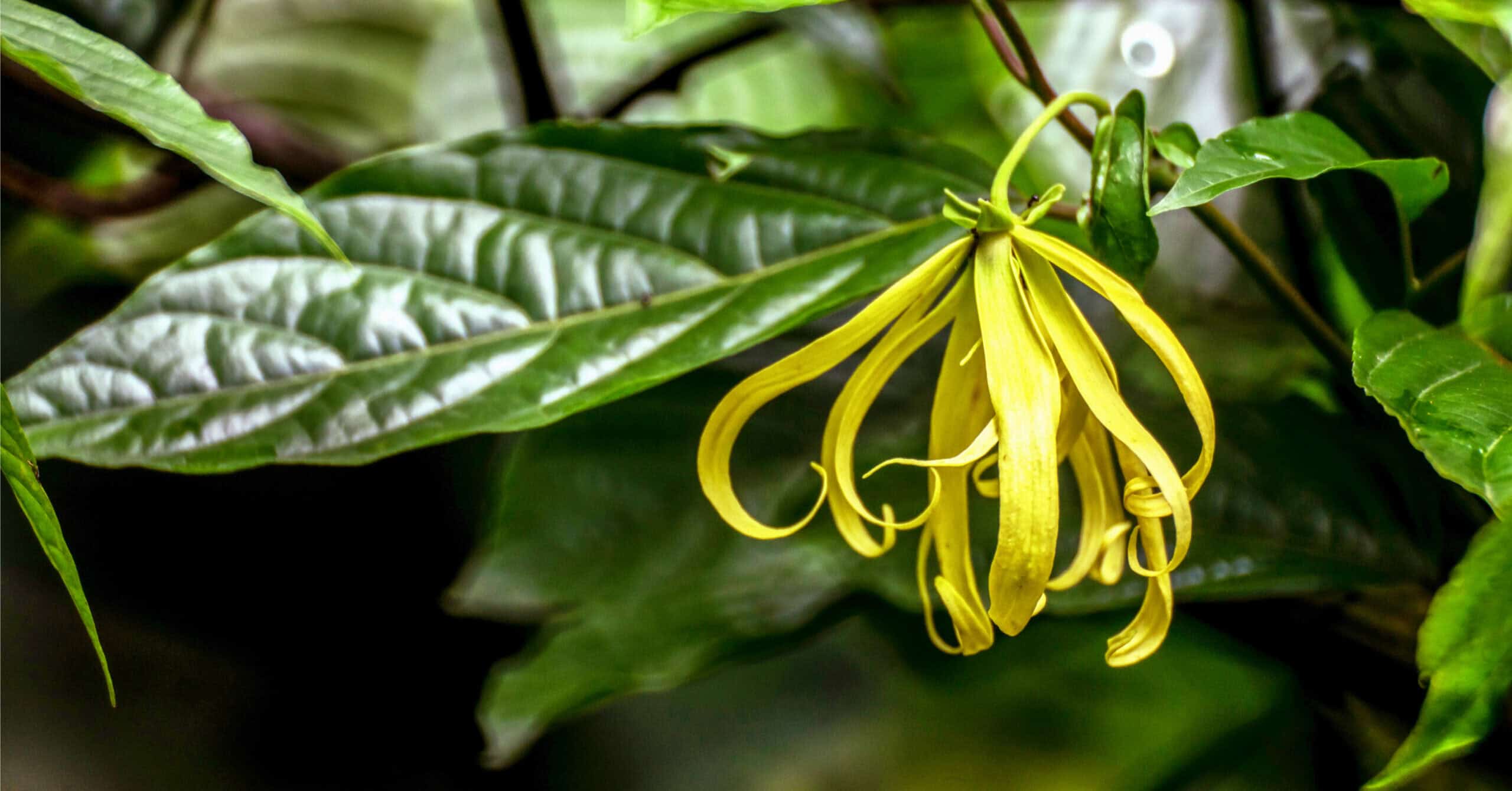 ylang-ylang flower