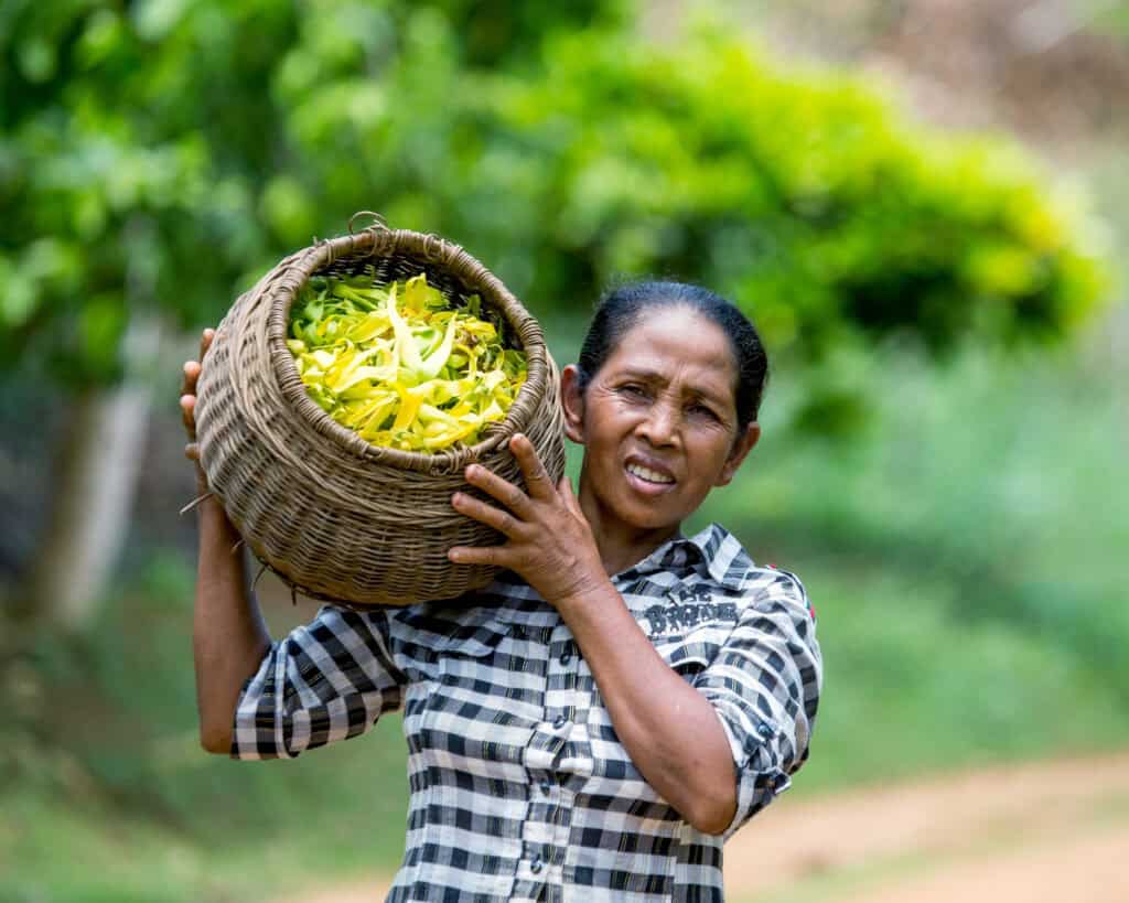 A ylang-ylang sniffers. Image courtesy: Dreamstime