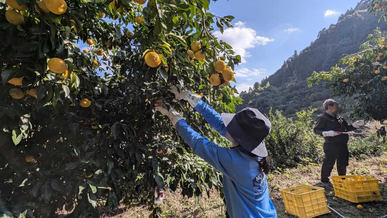 Yuzu farming in Japan
