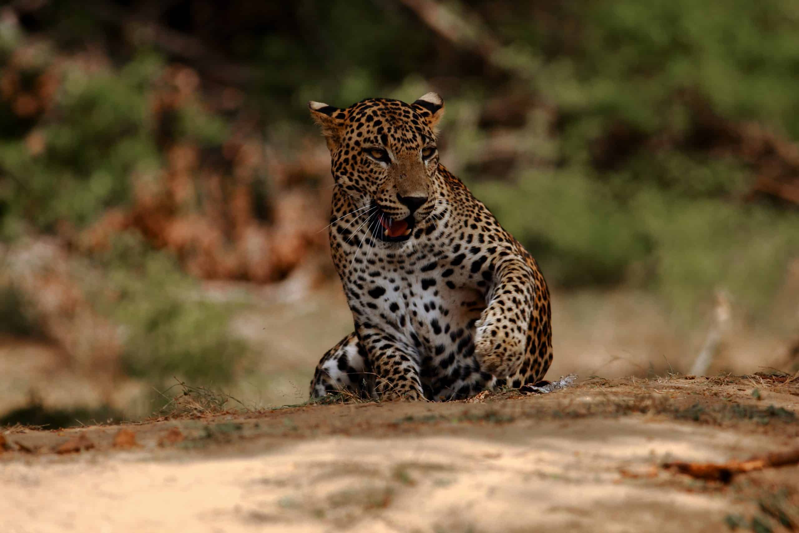 Lucas, the leopard that embodies the spirit of Yala itself