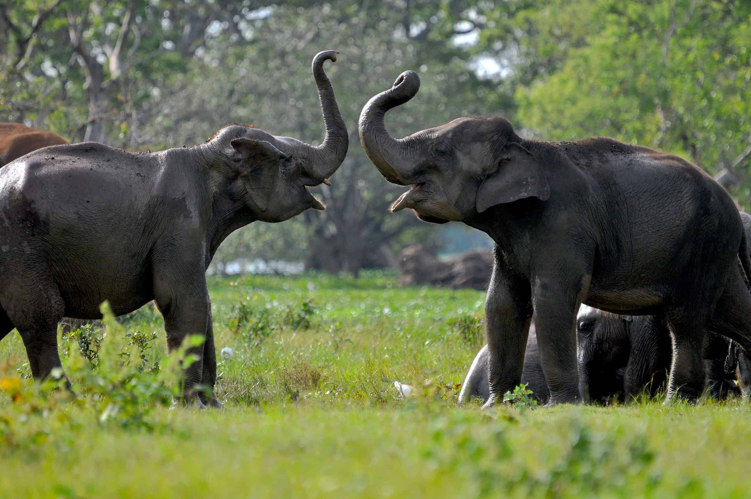 Elephants at Yala National Park