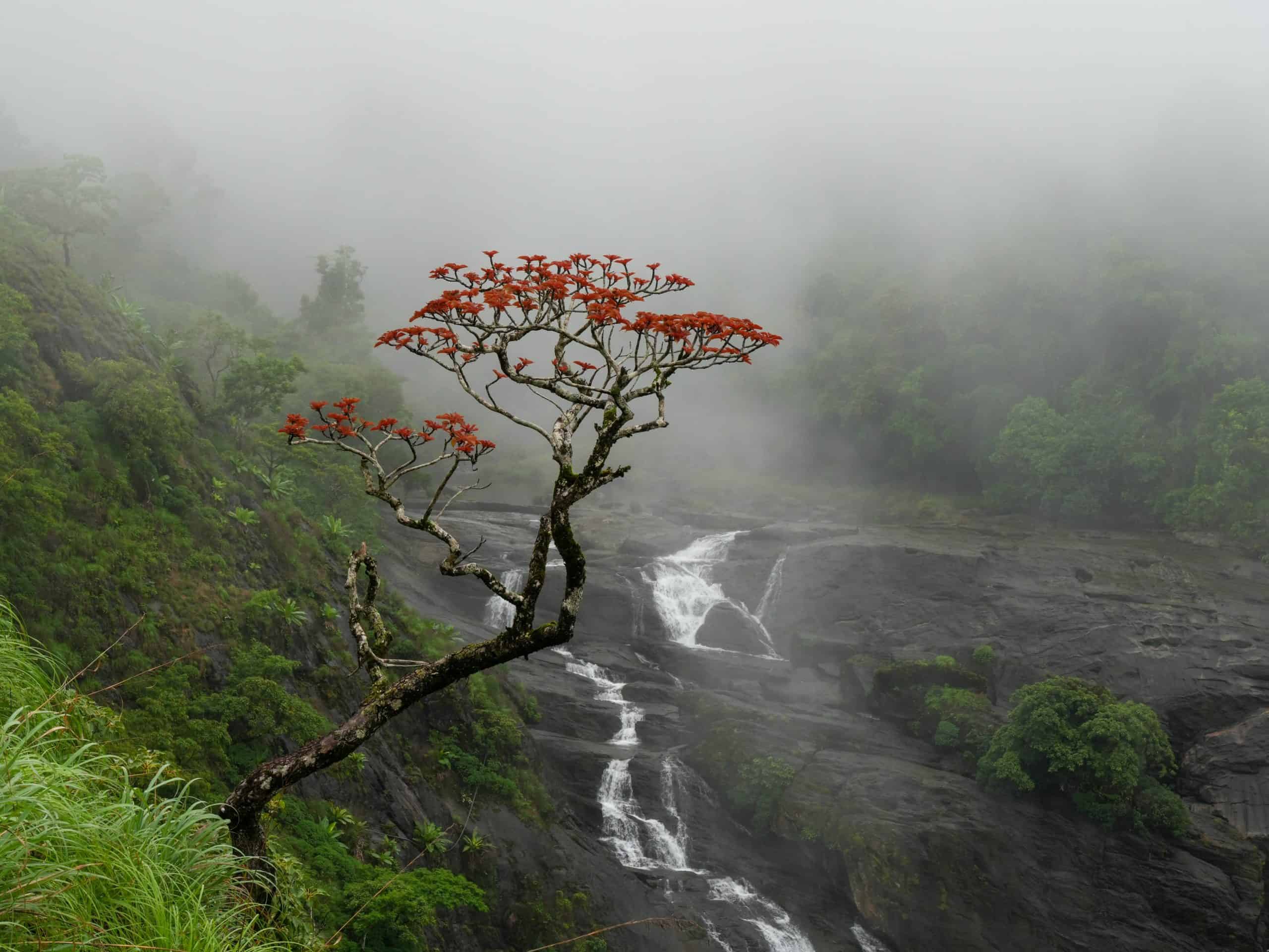 Indian coral tree in bloom in the mist of the SW monsoon escapes, Mallalli Falls, Hassan, Karnataka, India. Courtesy: Wikimedia Commons