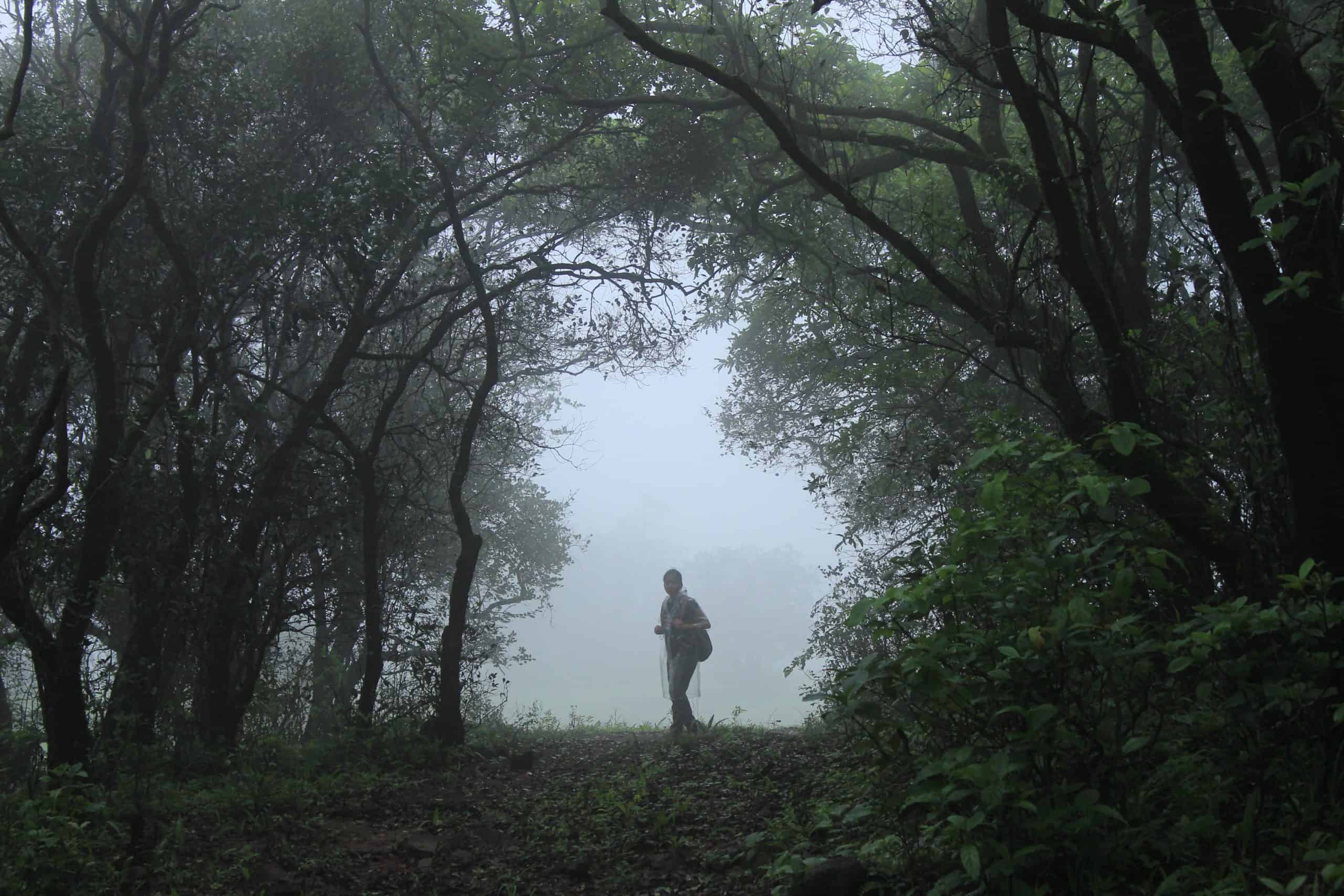 Monsoon in Bhimashankar Wildlife Sanctuary. Courtesy: Wikimedia Commons