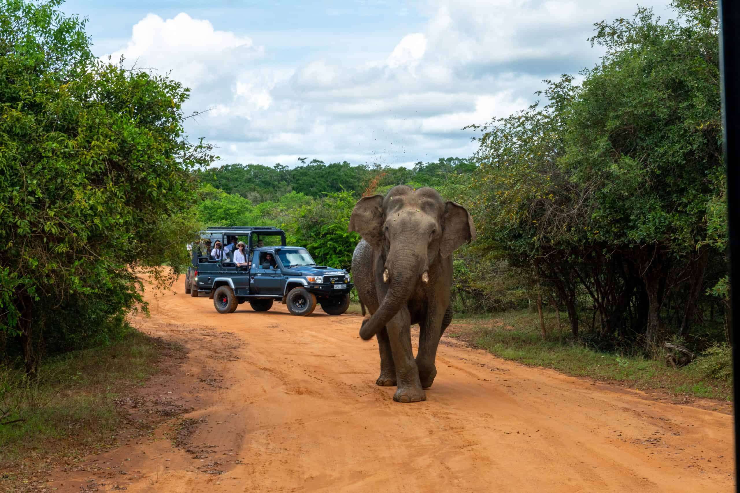 Instead of focusing only on sightings, Hilton Yala Resort encourages a more mindful safari philosophy