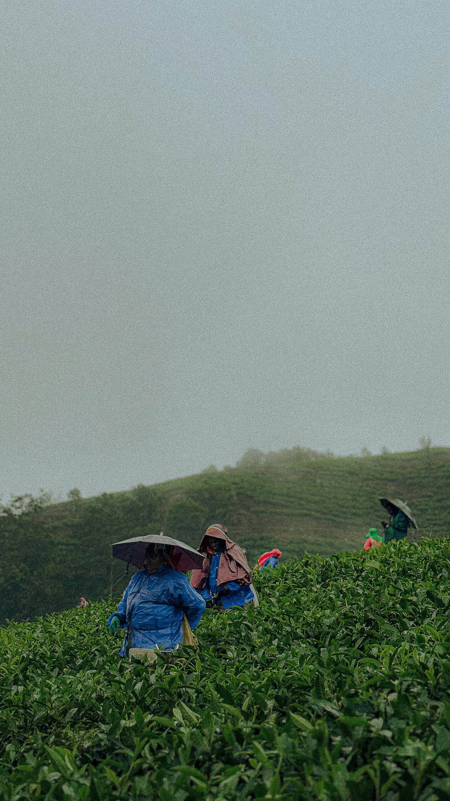 Rainy Day Tea Harvesting in Vagamon, India. Courtesy: P G, Pexels