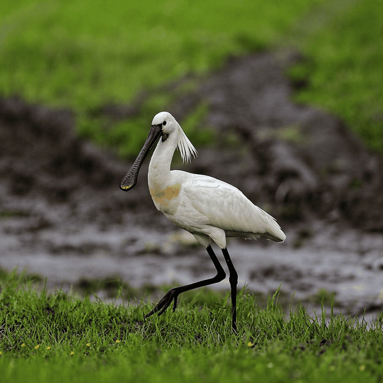 A Eurasian Spoonbill spotted at Weerawila Lake