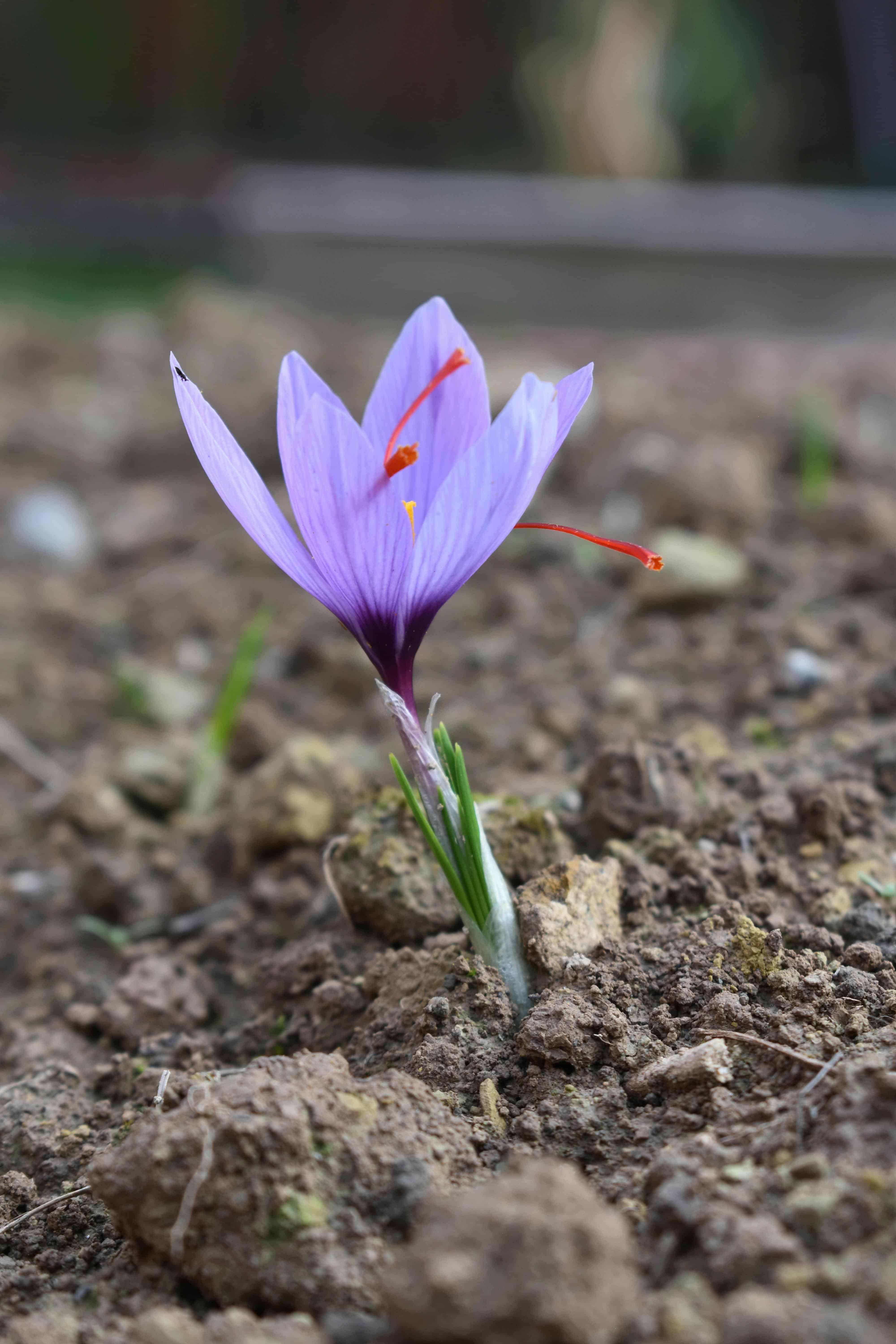 Delicate saffron crocus blooming in a Srinagar garden. Courtesy: Ovais Ibn Farooq, Pexels