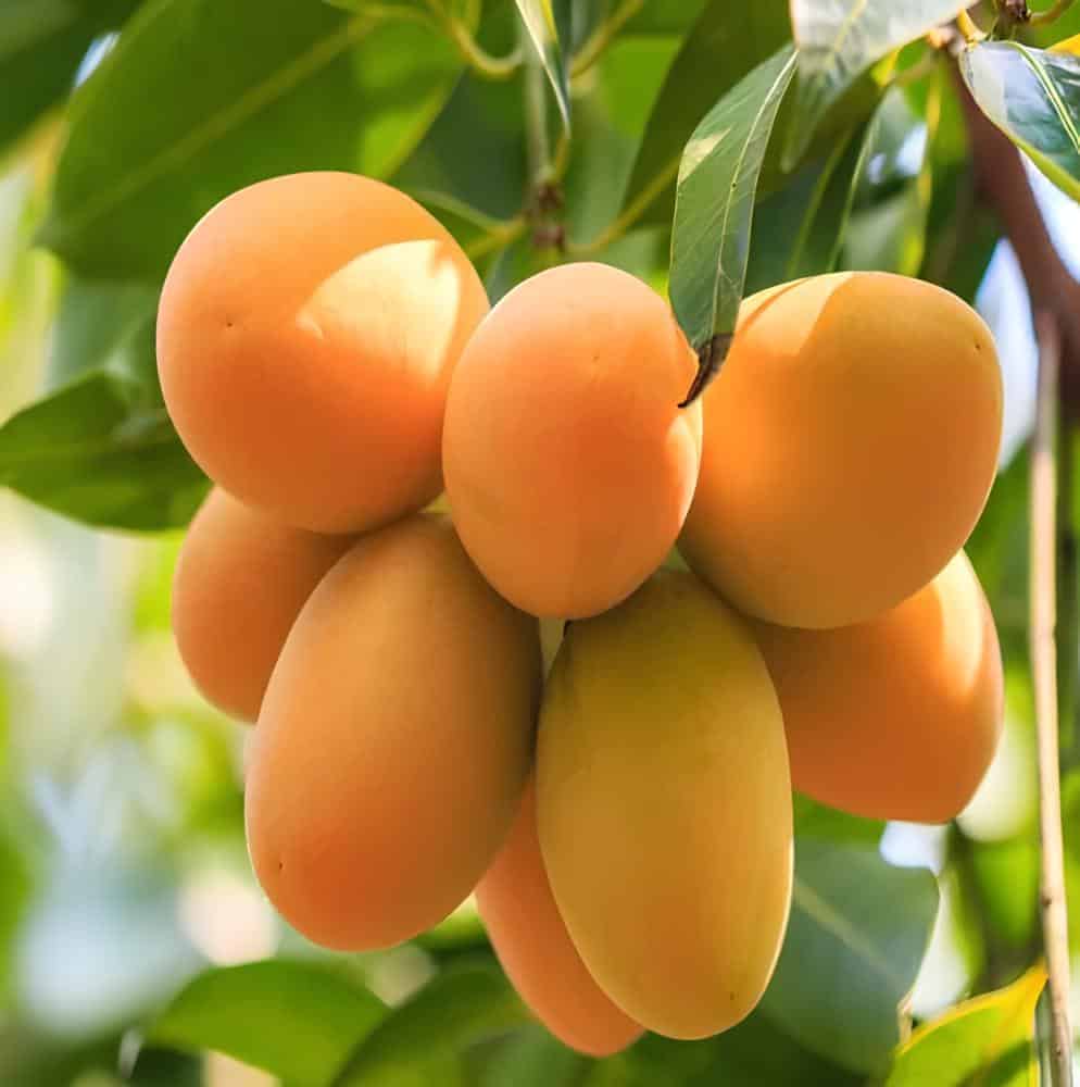 Kohitur Mango