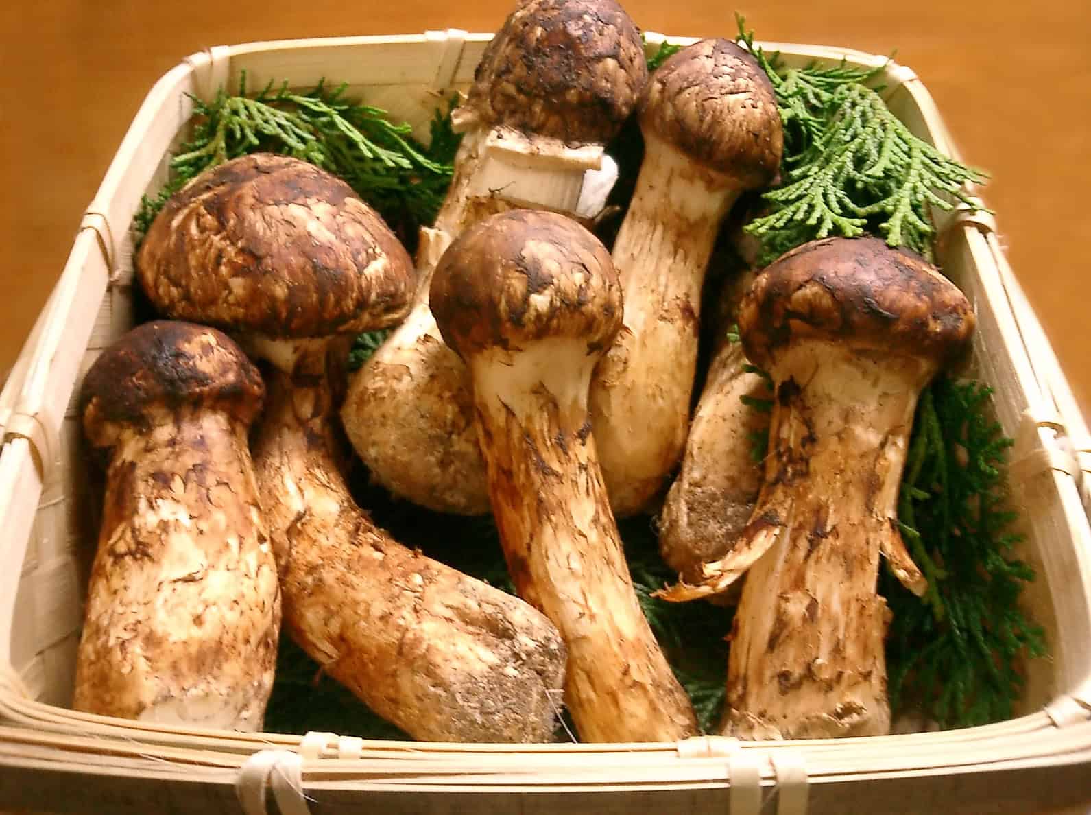 One of the Worlds Expensive Foods, Matsutake mushrooms. Courtesy: Wikimedia Commons