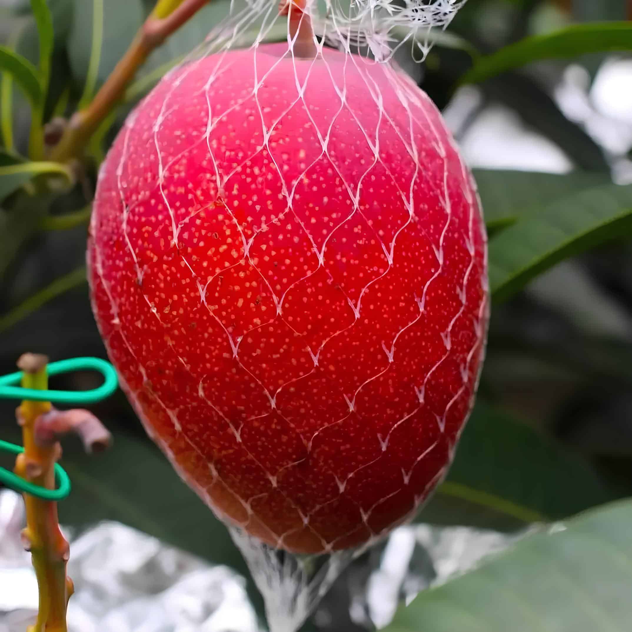 Miyazaki Mango