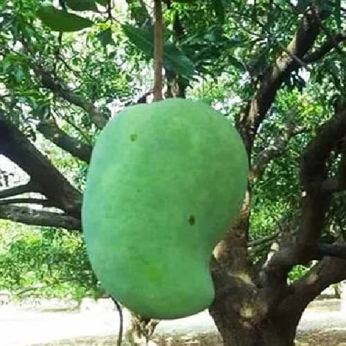 Noorjahan Mango