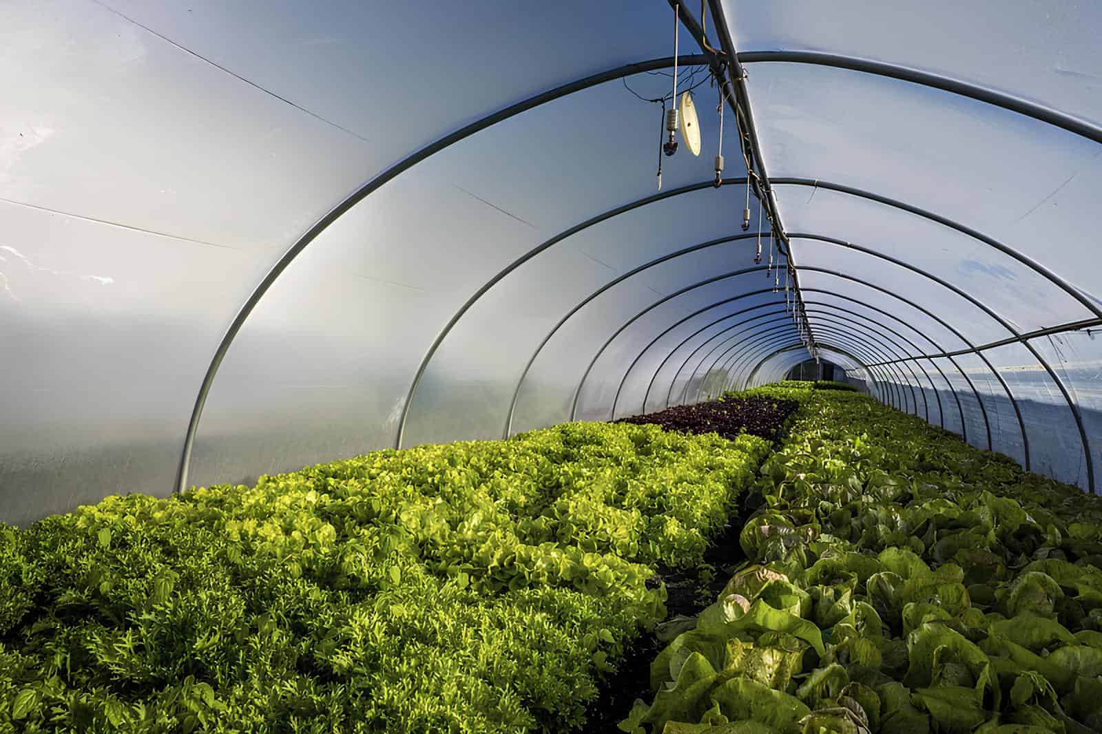 Indoor Farming. Image Courtesy: Nicheagriculture.com