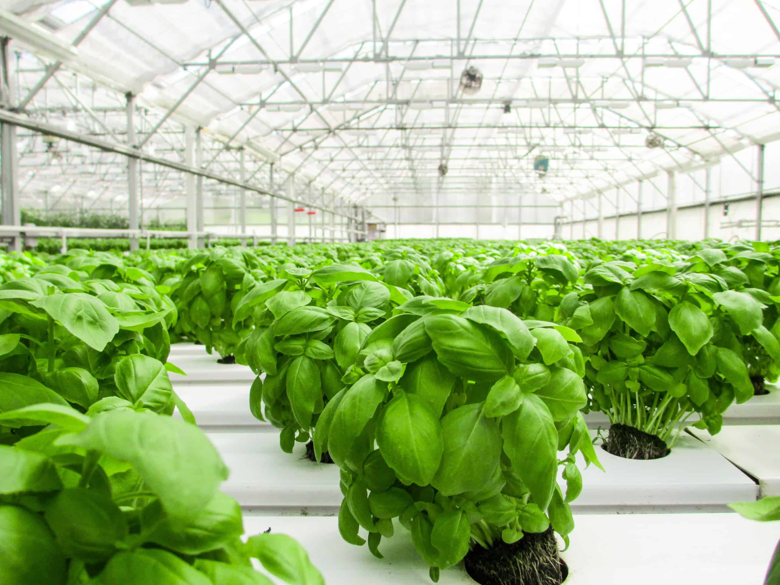 Hydroponic Agriculture. Image Courtesy: AMOB via Flickr