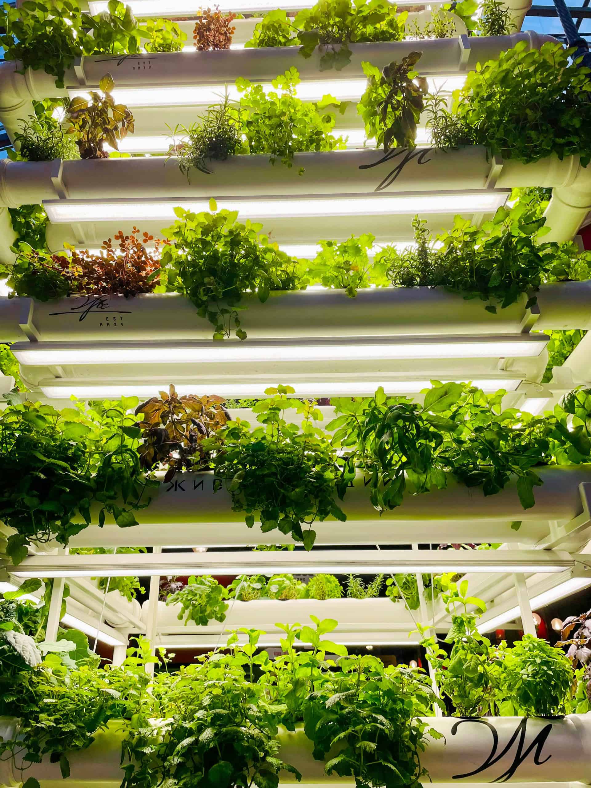 Vertical Farming. Image Courtesy:Tasha Kotsyuk viaUnsplash