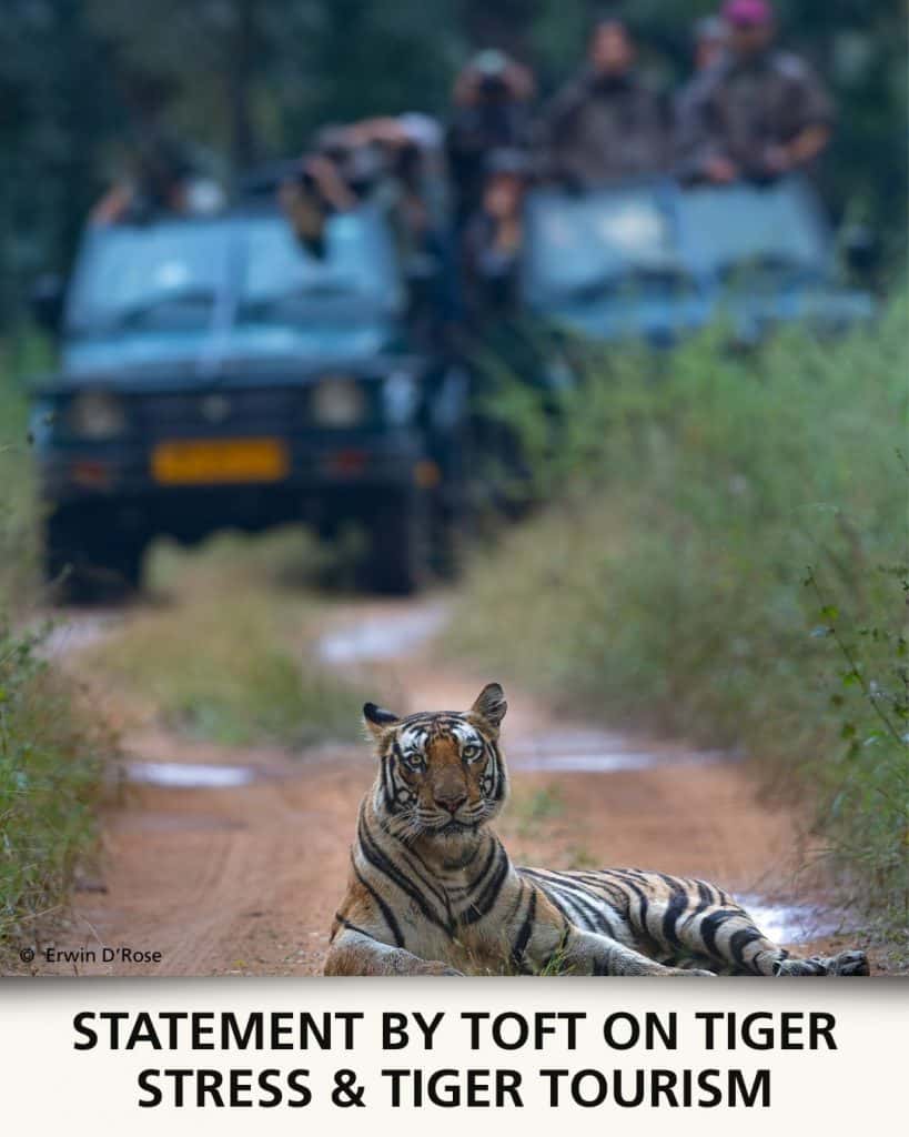 Statement by TOFT on Tiger Stress and Tiger Tourism