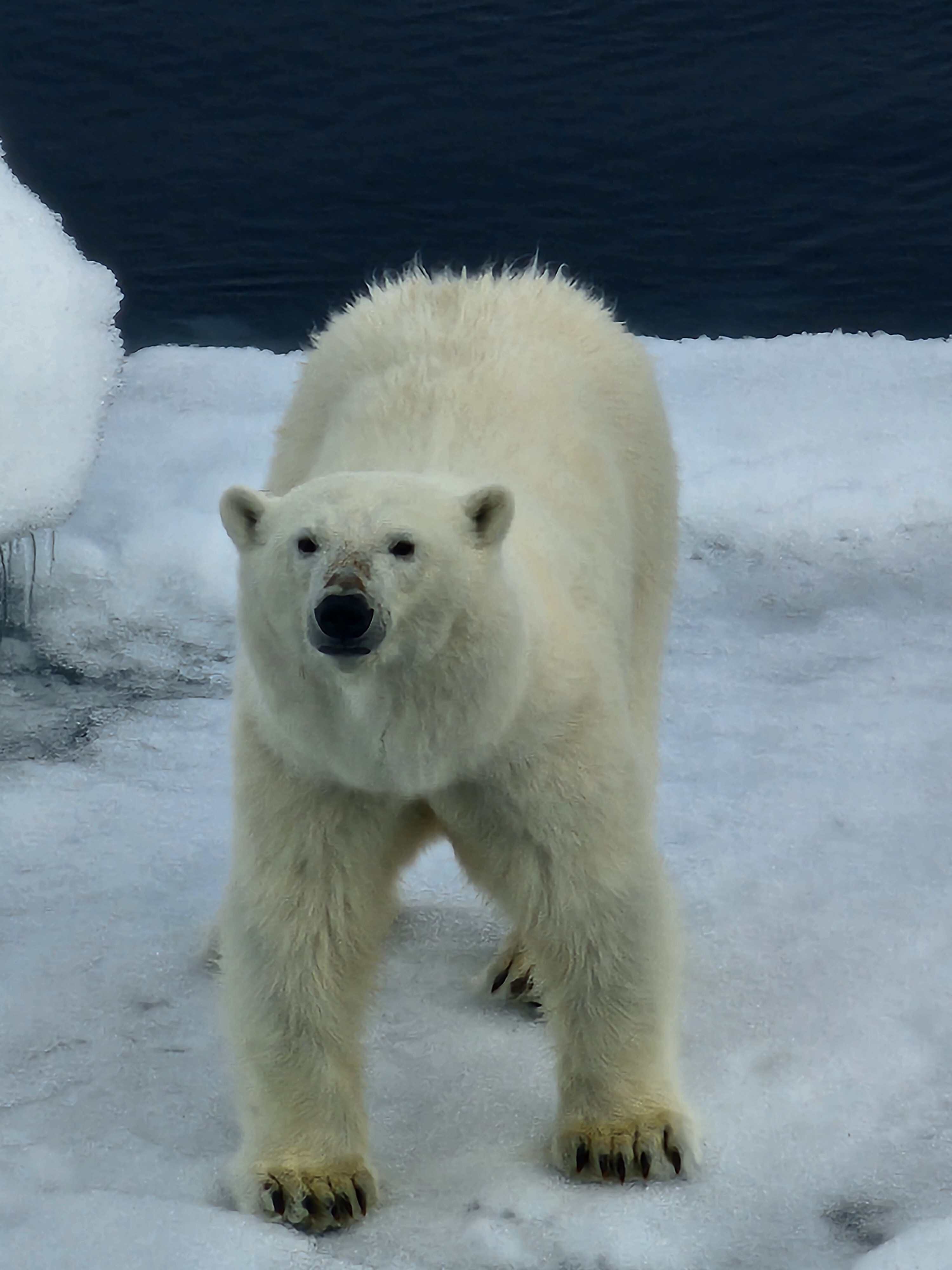Lord of the Arctic realm, the Polar Bear