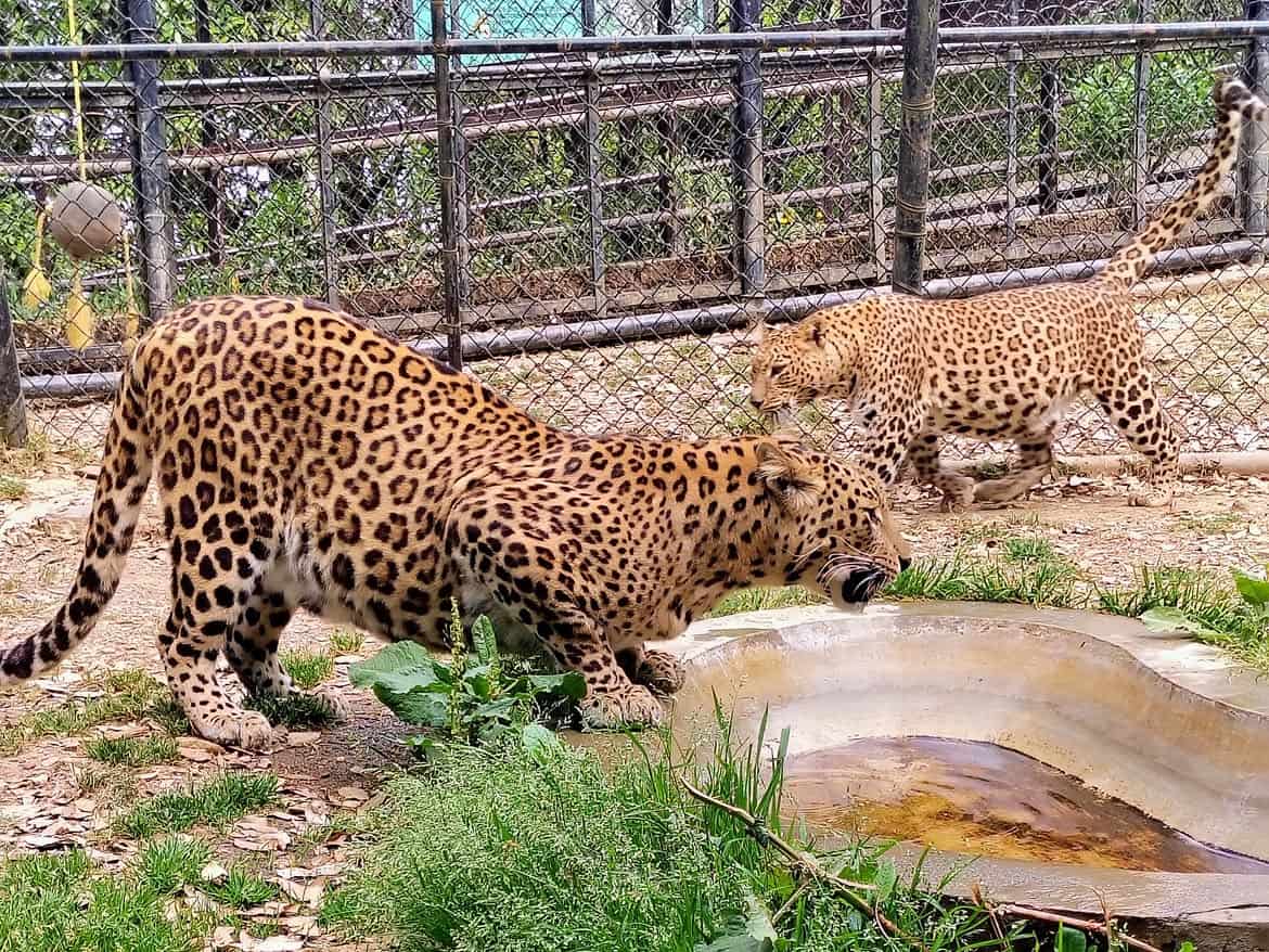Leopards at Nainital Zoo. Image courtesy: Nainital Zoo Official