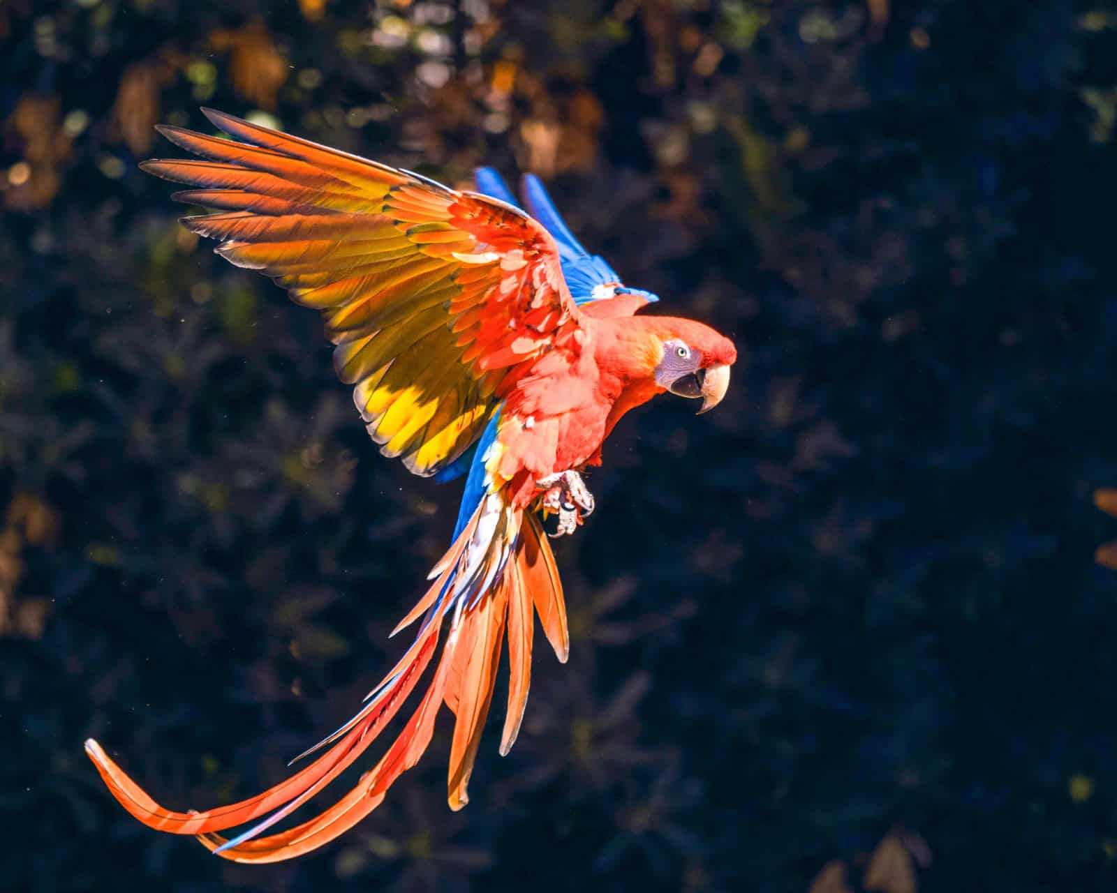 Scarlet Macaw. Image courtesy: C Perret, Unsplash