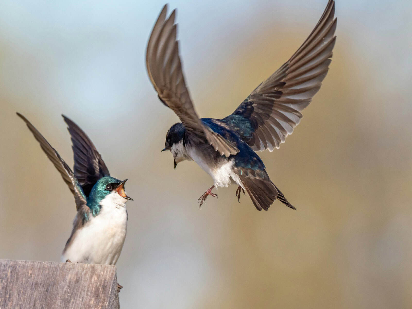 The global reach of the 2026 Great Backyard Bird Count showed how individual observations can combine into a remarkable snapshot of birdlife across continents. Image courtesy: Patrice Bouchard, Unsplash