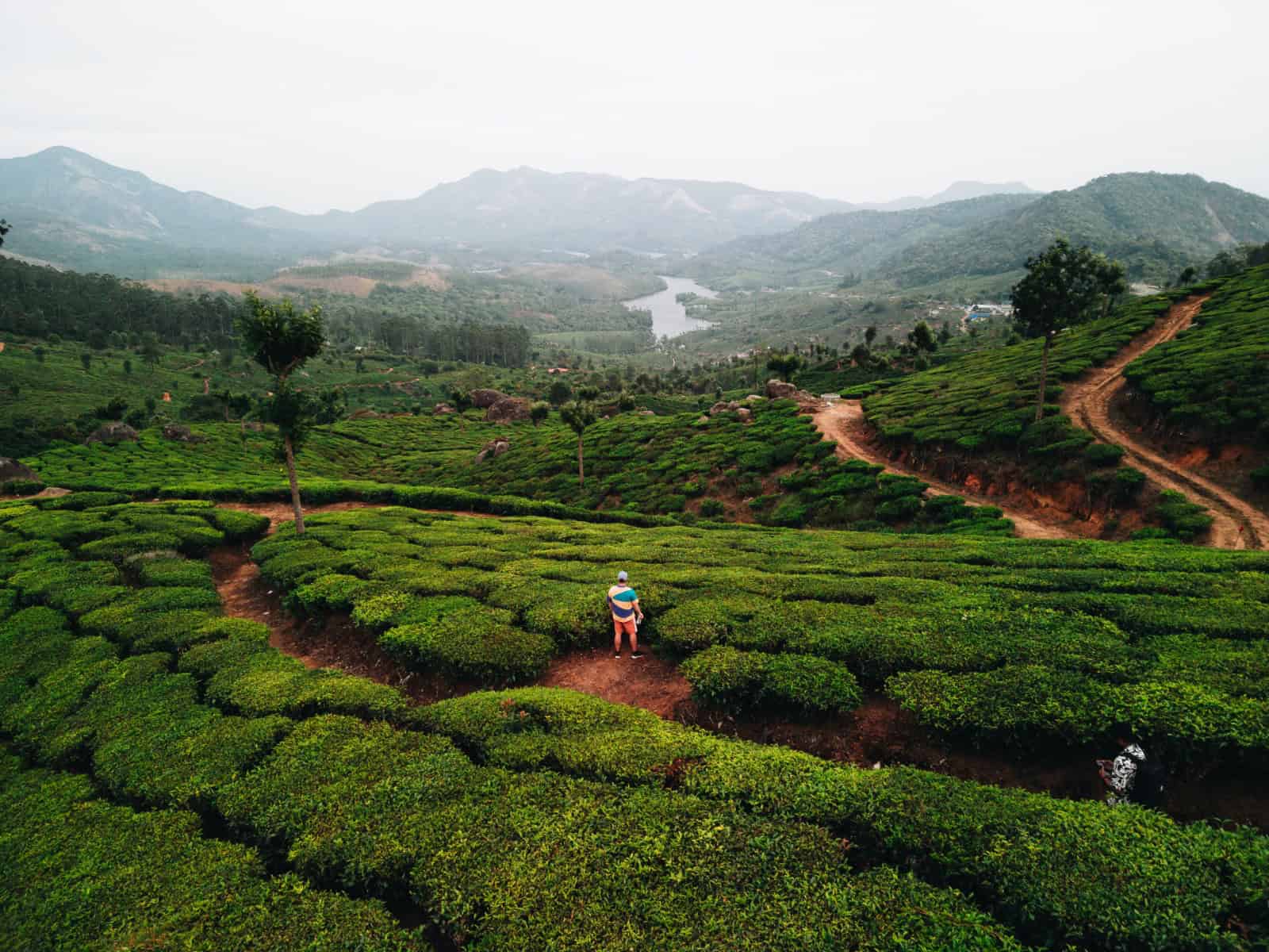 These shifts are visible at tea estates. Guests can join seasonal plucking, blend leaves, compare harvests and stay in restored bungalows