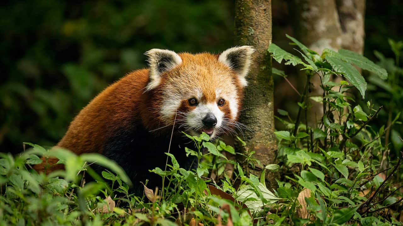 A Red Panda at Padmaja Naidu Himalayan Zoological Park