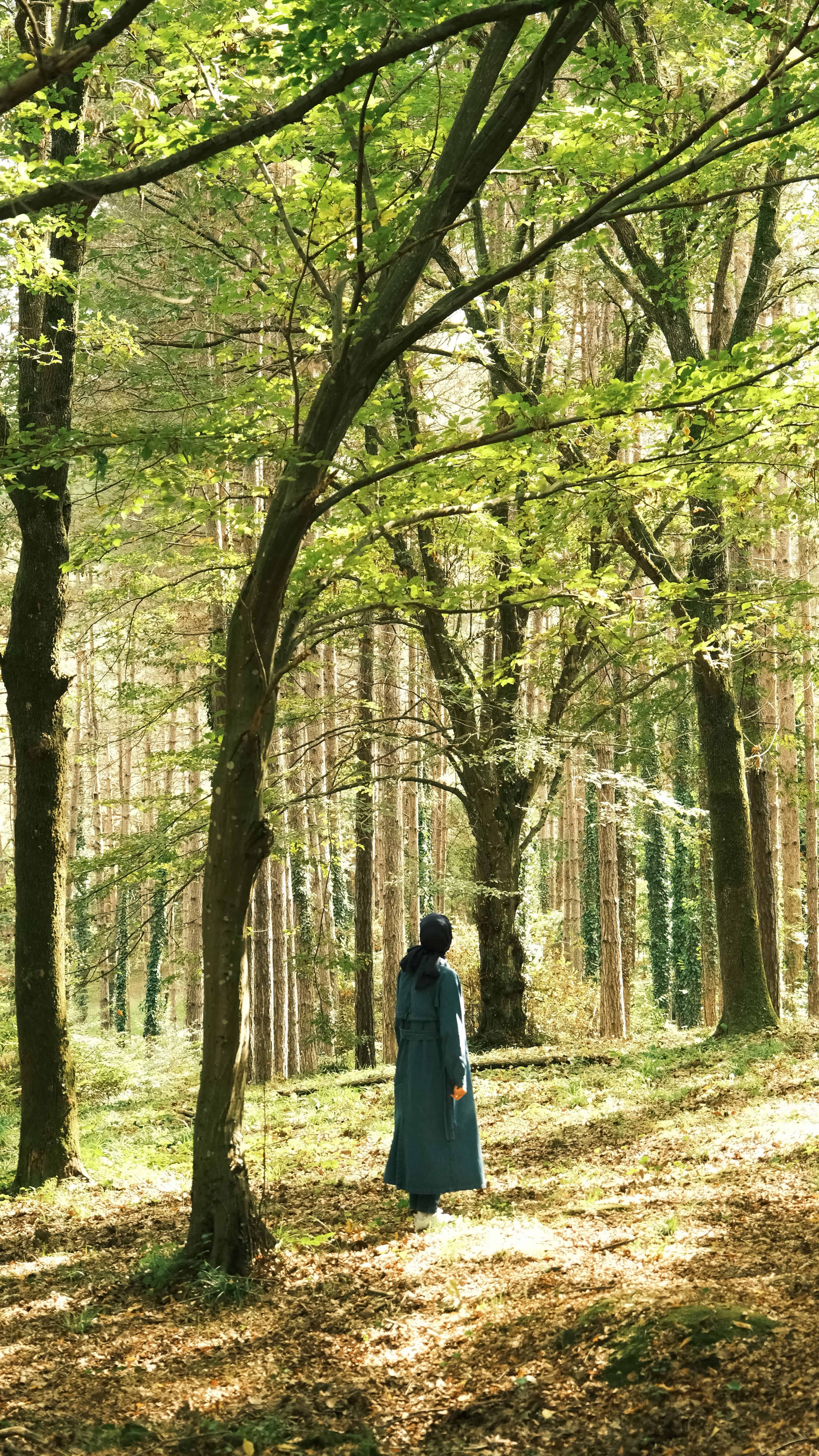 Japan gave the world shinrin-yoku (forest bathing. Image courtesy: Rahime Gül, Pexels
