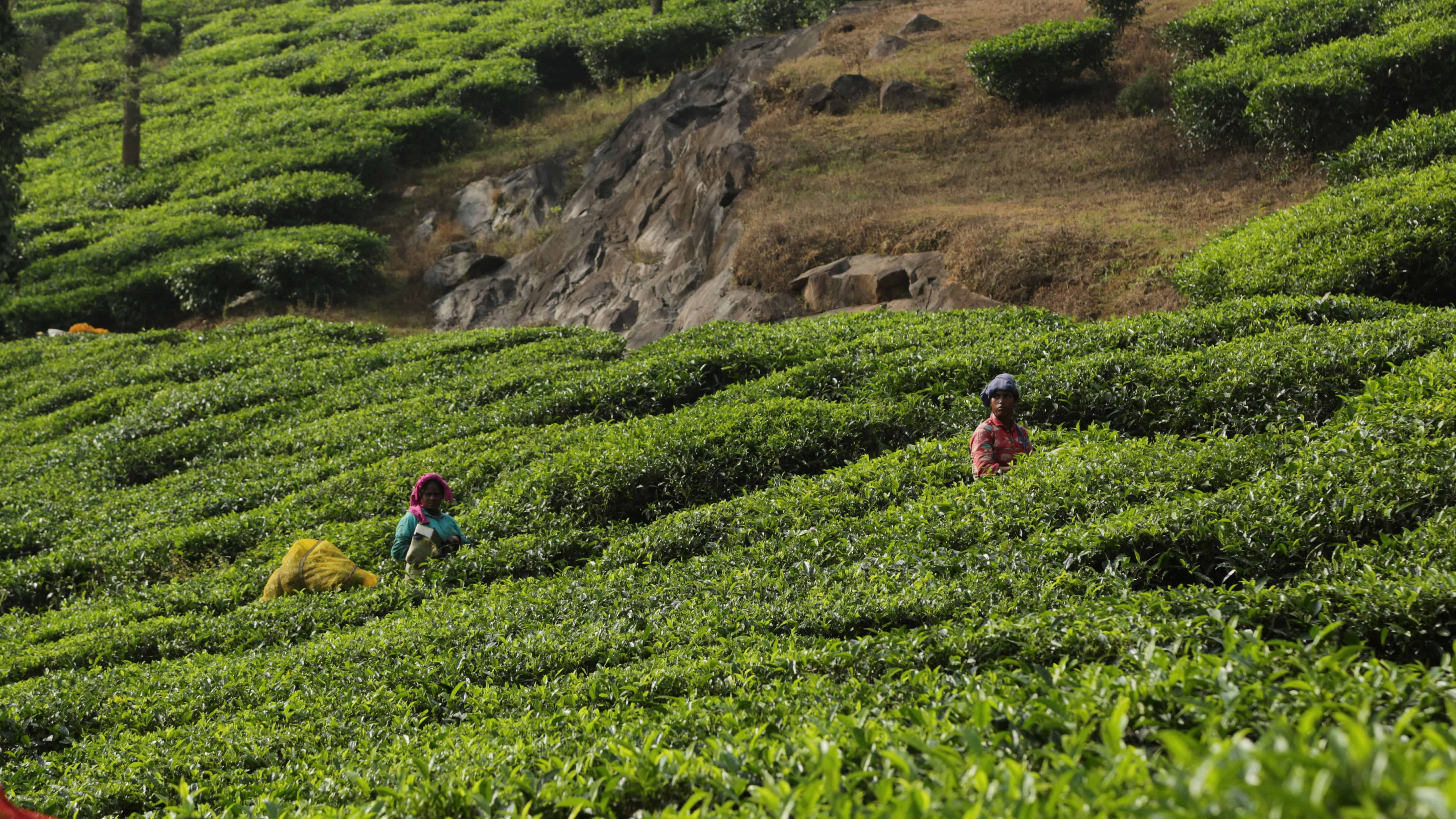 | SBM Global News Wayanad's Tea plantations. Image courtesy: Vignesh Vinod, Pexels