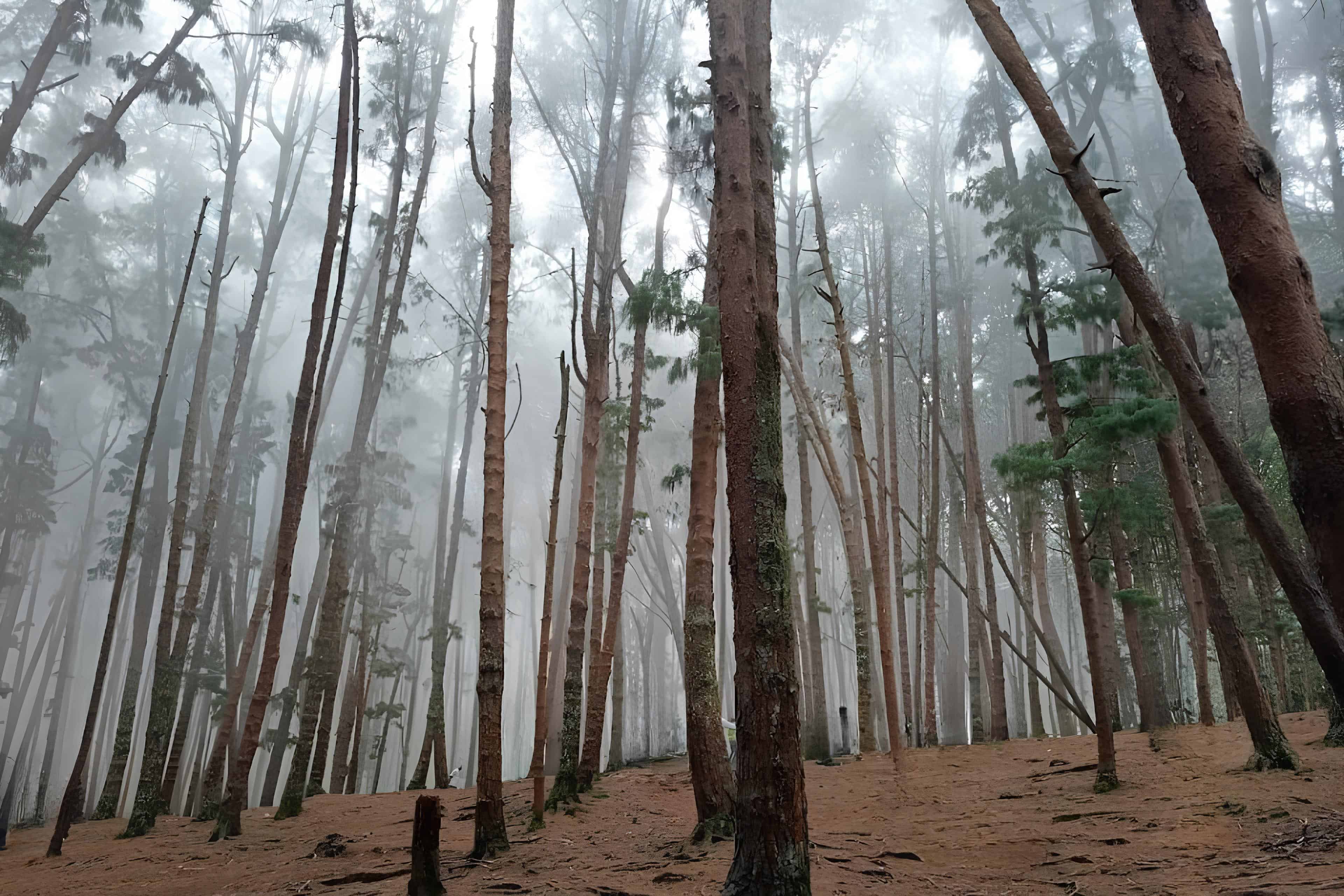 Kodaikanal's Pine Forest. Image courtesy: Kodaikanal Tourism