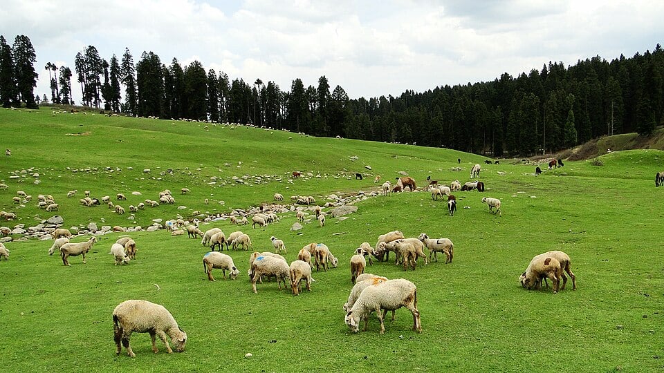 Best Places to Visit in September in India: Doodhpathri pastures Jammu Kashmir courtesy Wikipedia Commons