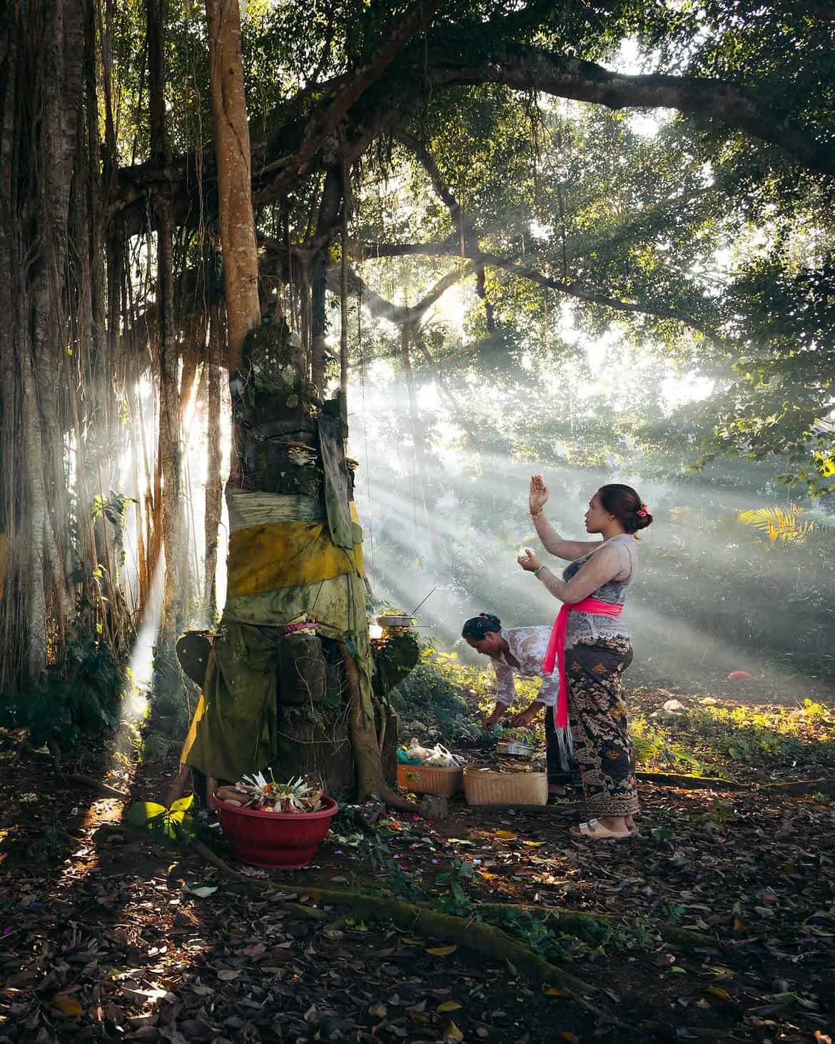 The banyan tree across India and South Asia carries history through living growth.