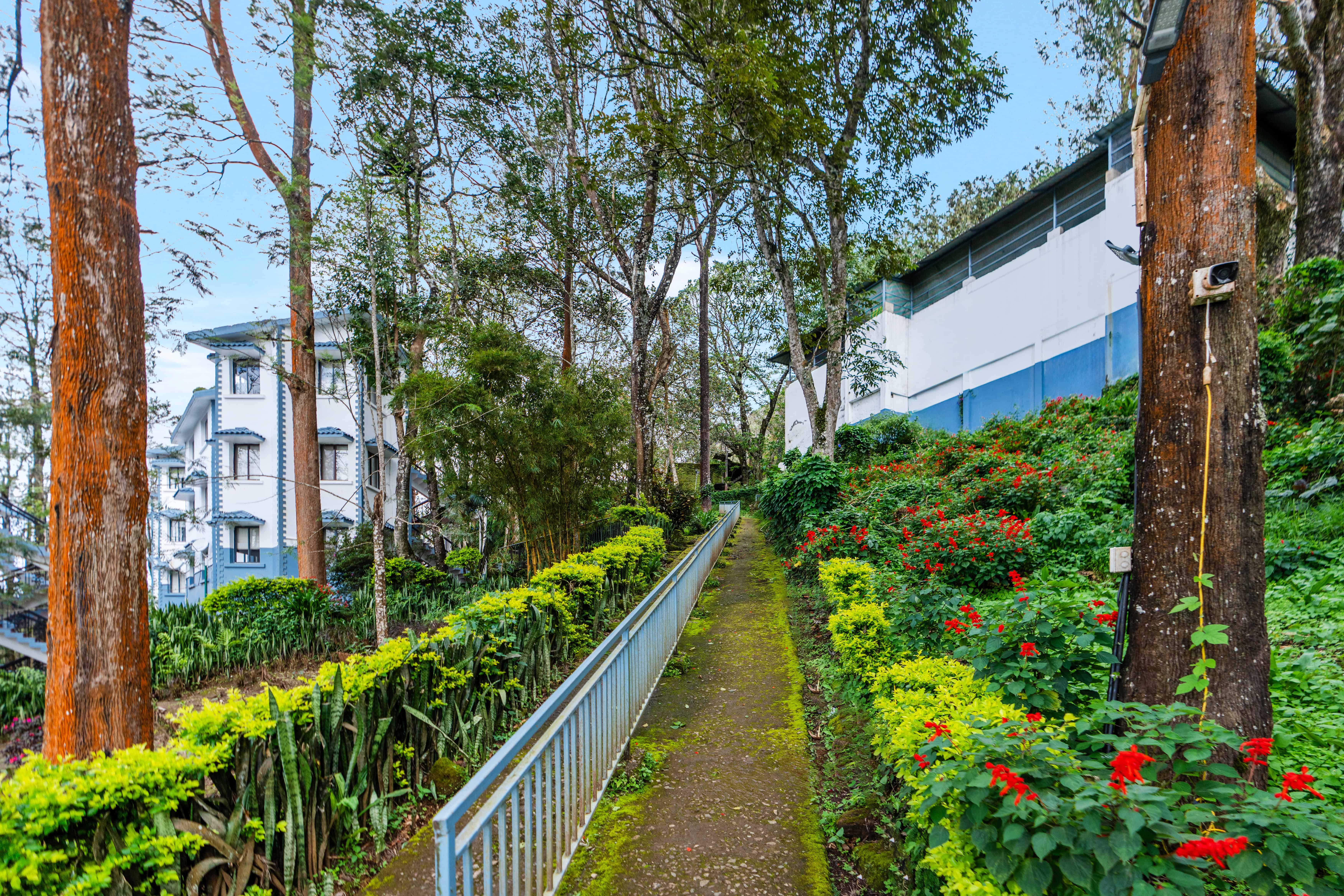 After a shower, the greenery around Munnar looks fresh, and the air carries the smell of wet earth